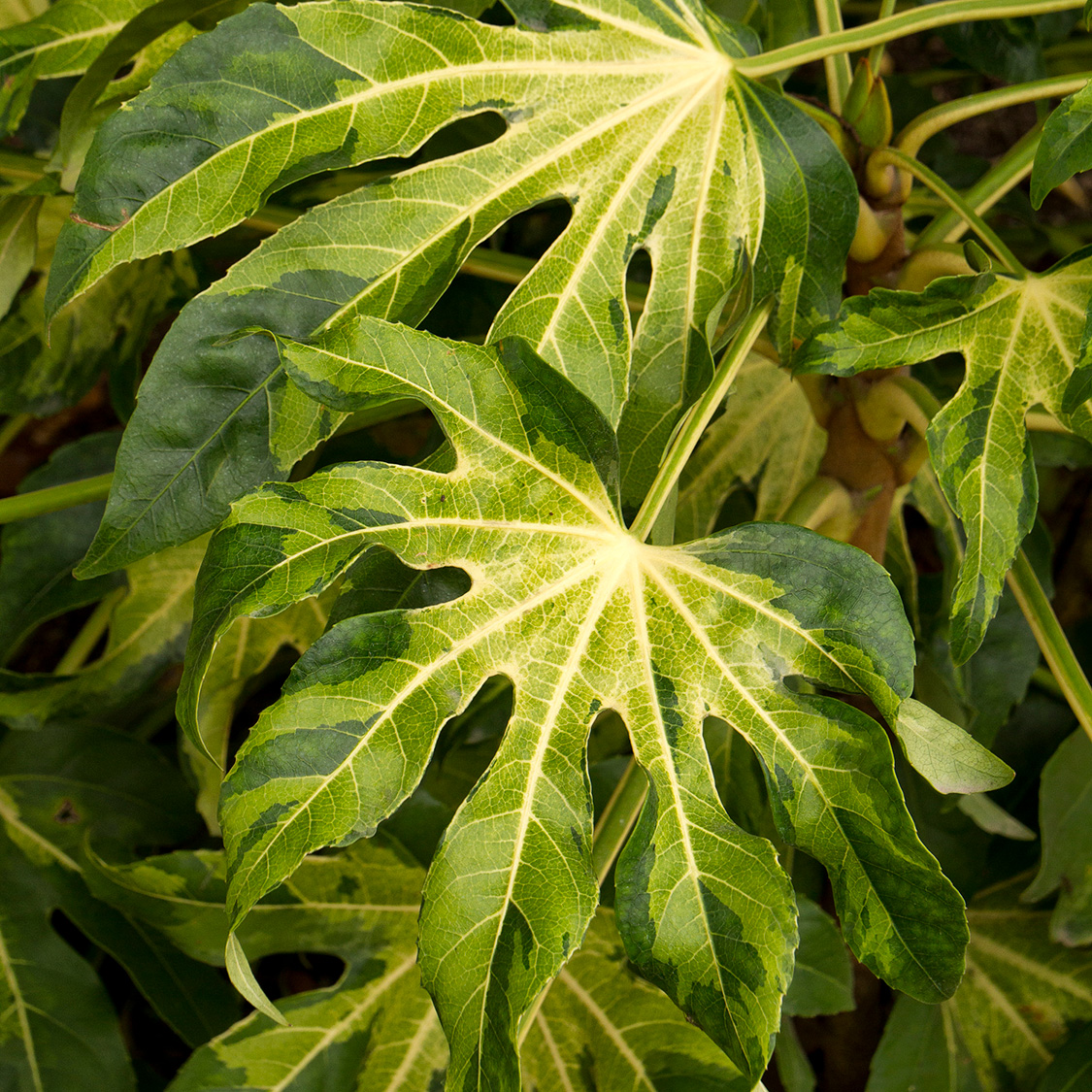 Foliage of Camouflage® Japanese Aralia