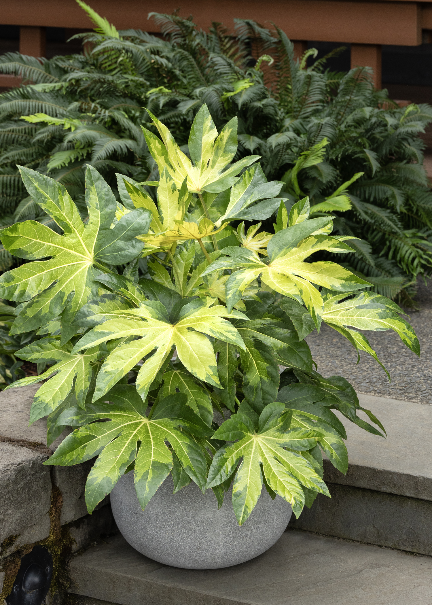 camouflage aralia foliage