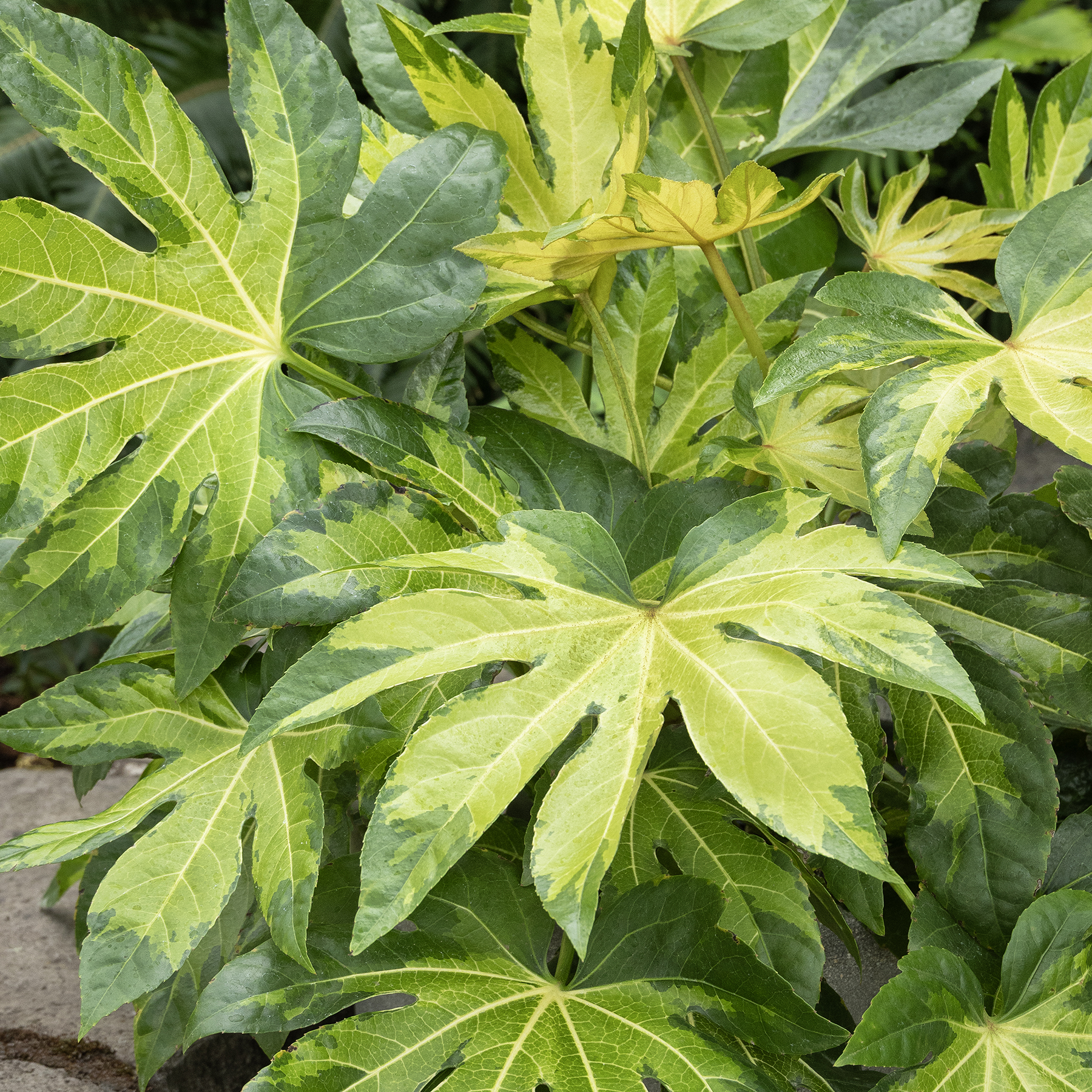 3303_Fatsia_japonica_Variegata_Camouflage_6726_MNC_copy_1