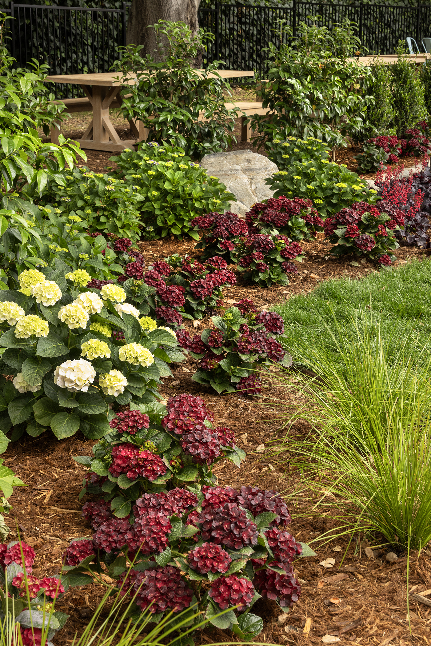 hydrangea hedge