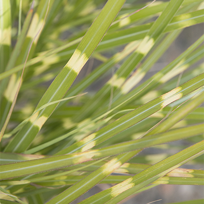 stroped cream and green zebra japanese silvergrass