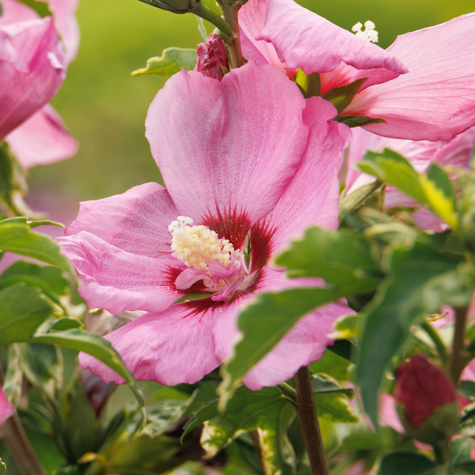 pink hibiscus flowers