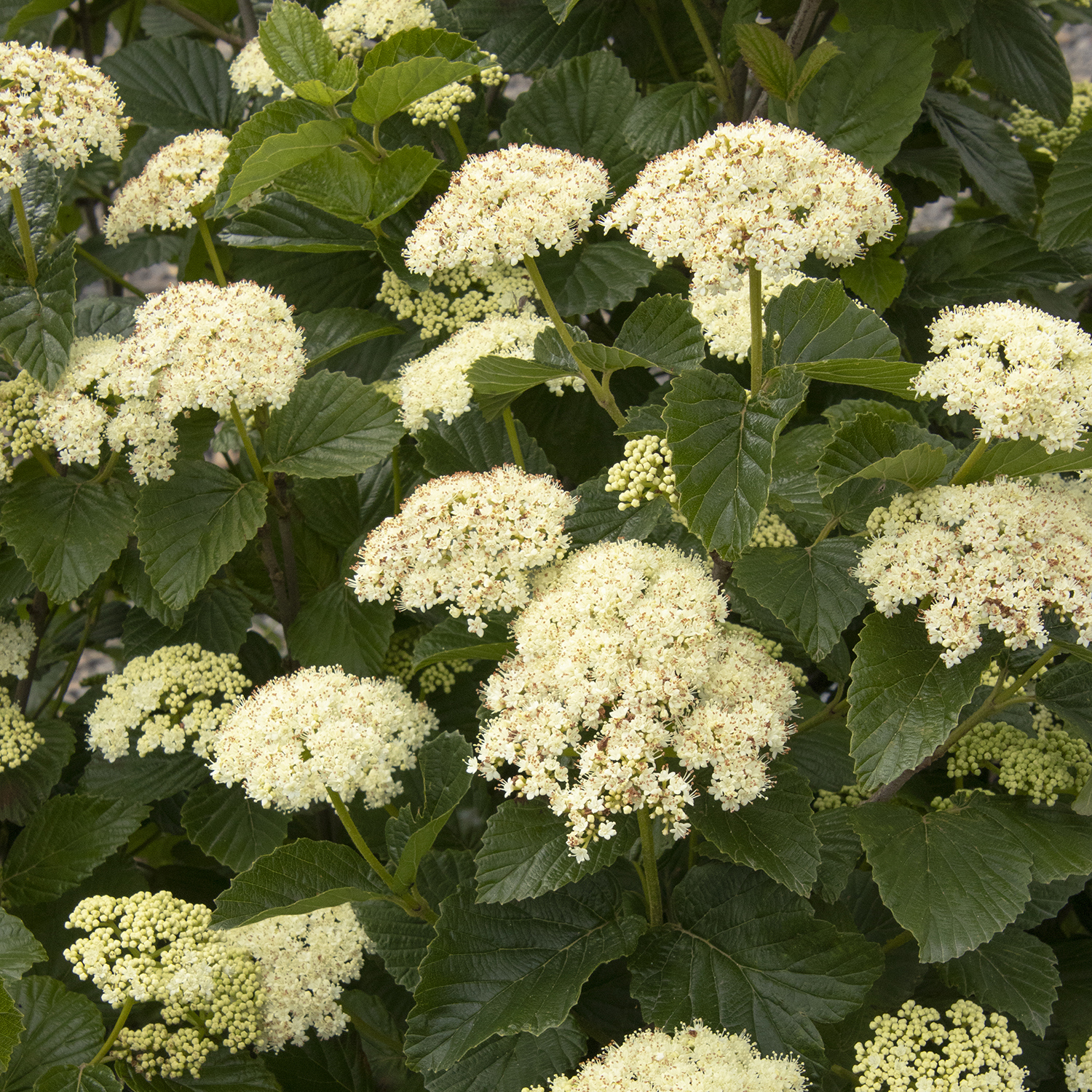 40995_Viburnum_dentatum_SMVDE_Sparkler_2292_1