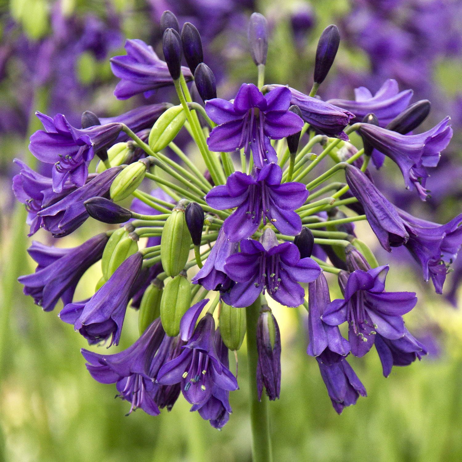 dark purple agapanthus flowers