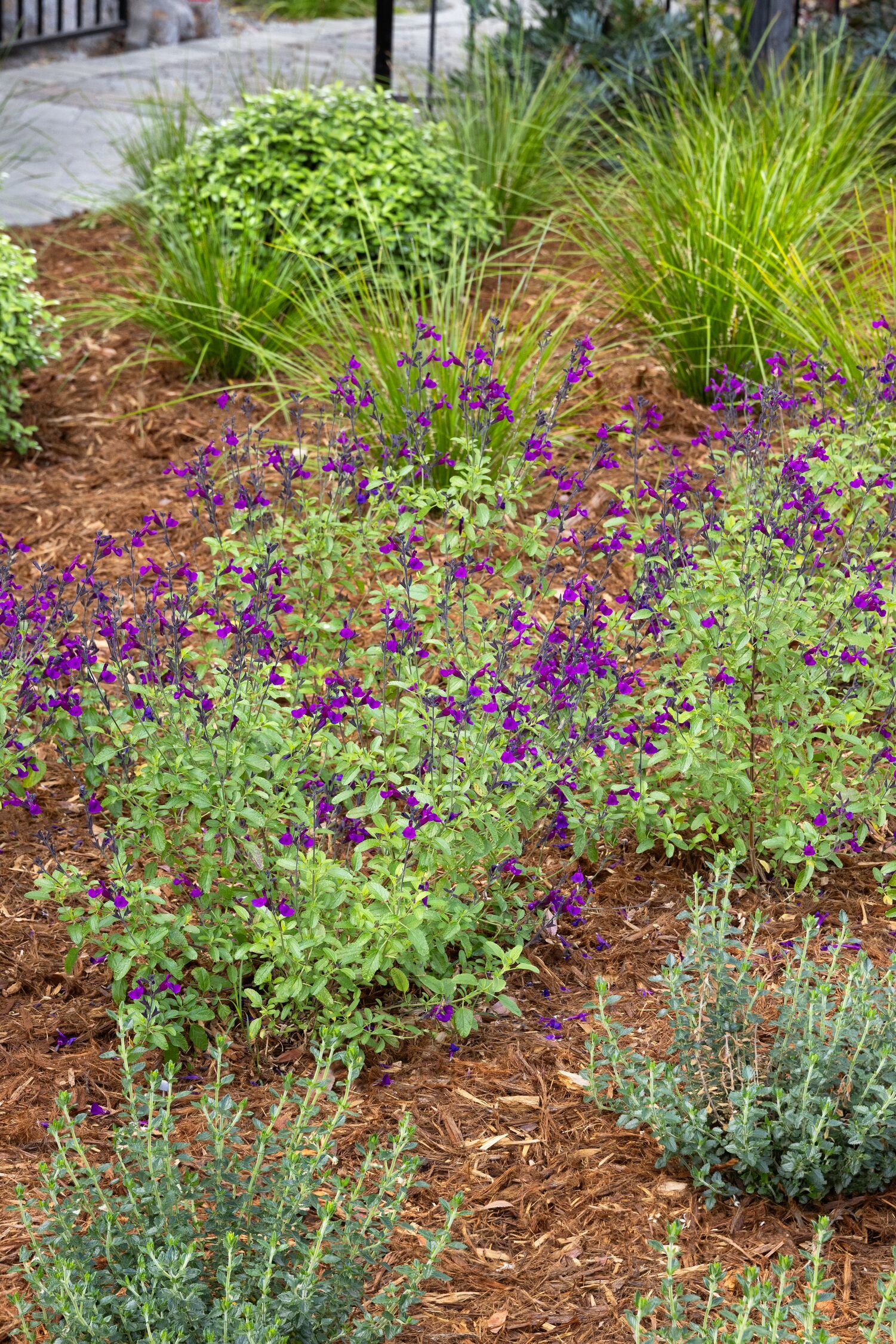 42069_Salvia_x_jamensis_Ignition_Purple_Vibe_8142_MNC