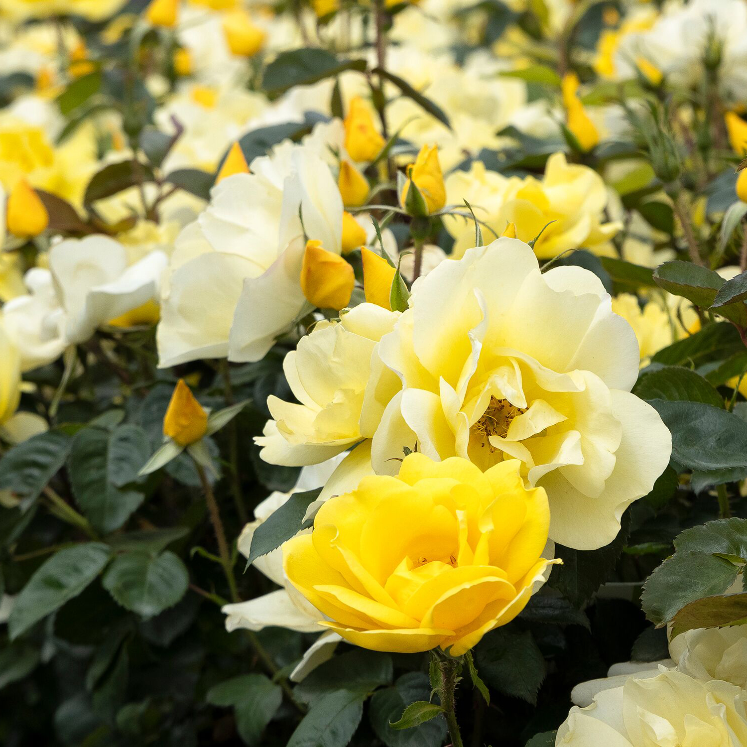 Yellow flowers of Grace N' Gritâ„¢ Rose