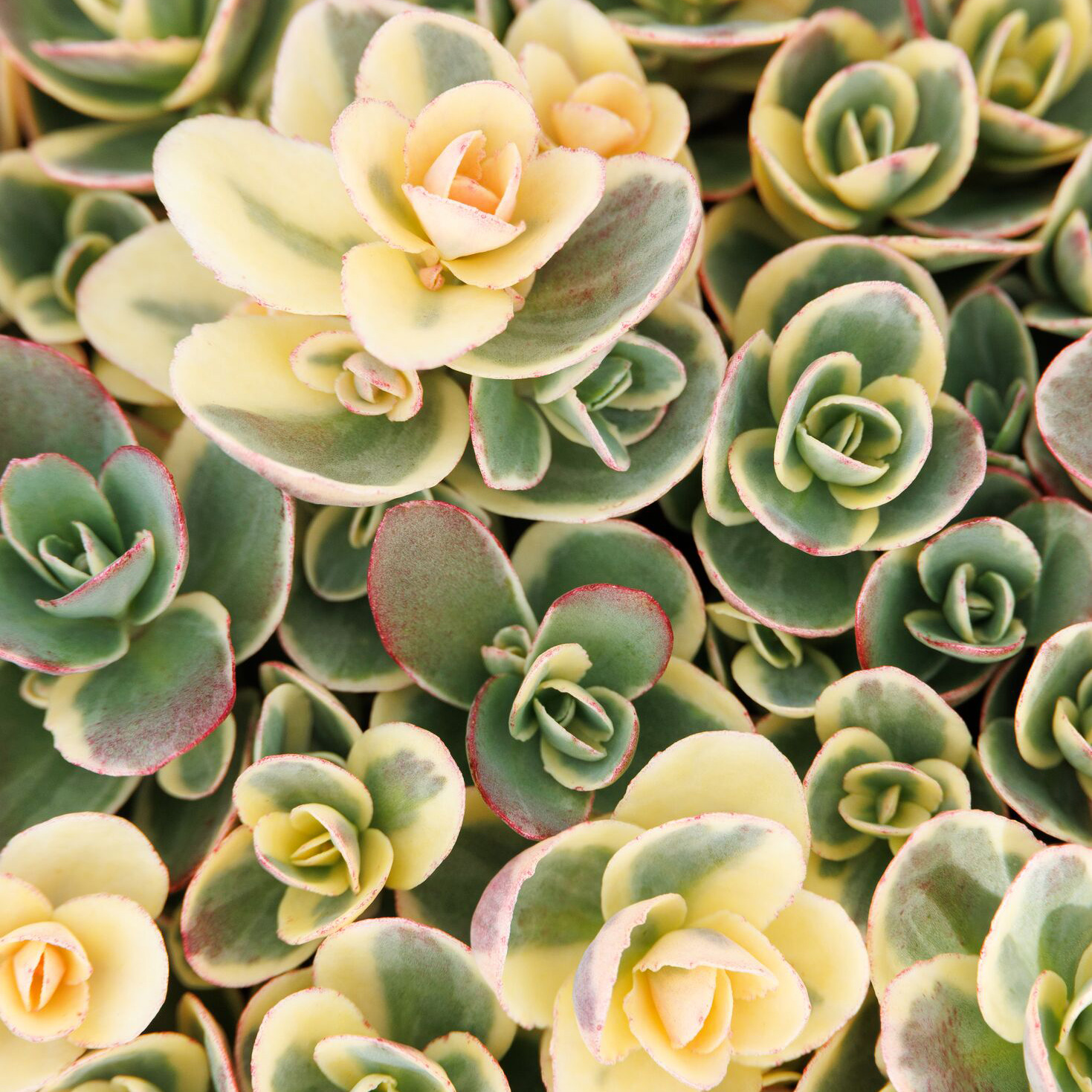 SunSparkler® Lime Twister Sedum