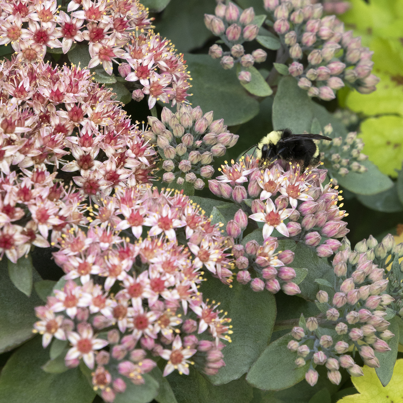 42881_Sedum_15-02_Emerald_Ice_2294_2