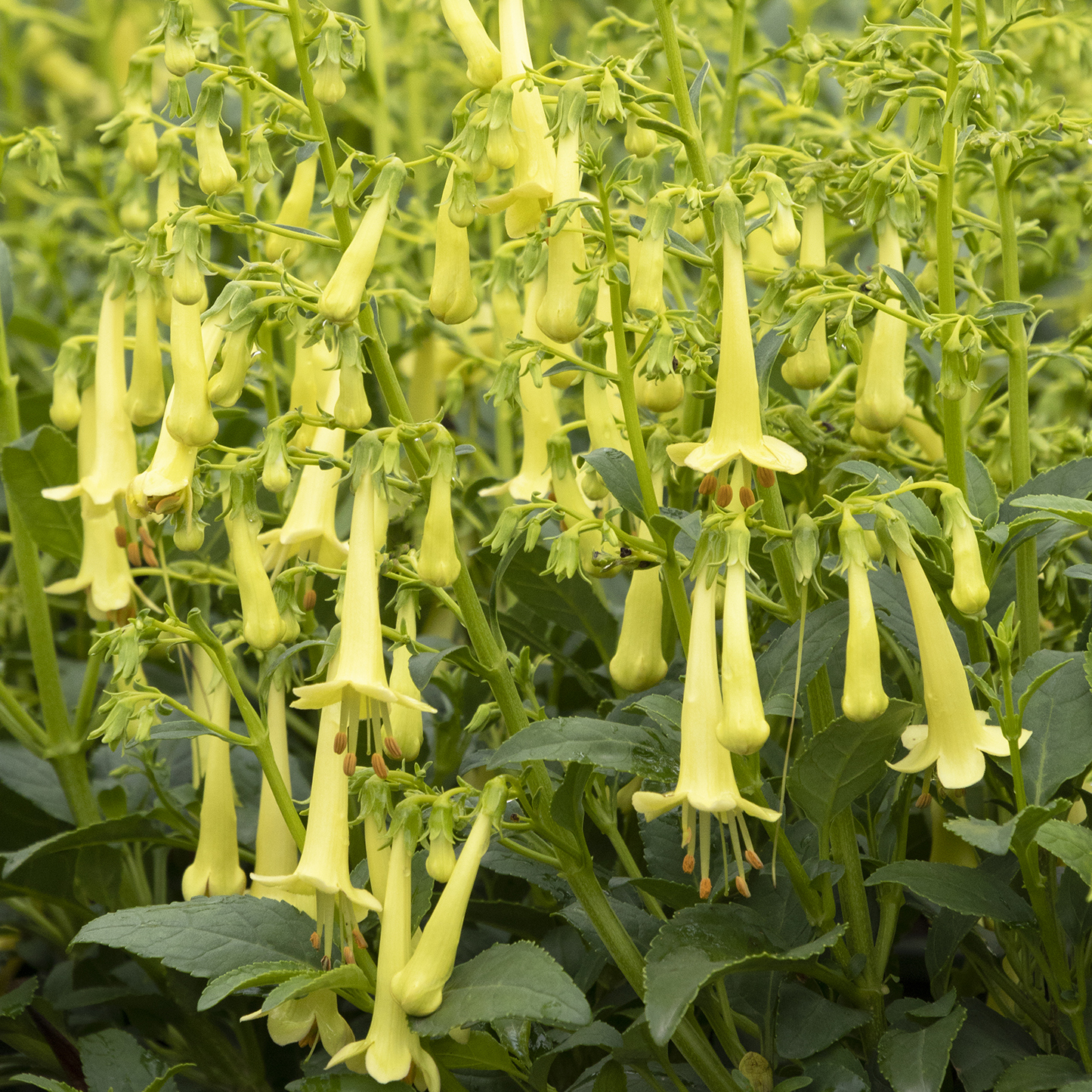 yellow cape fuchsia flowers