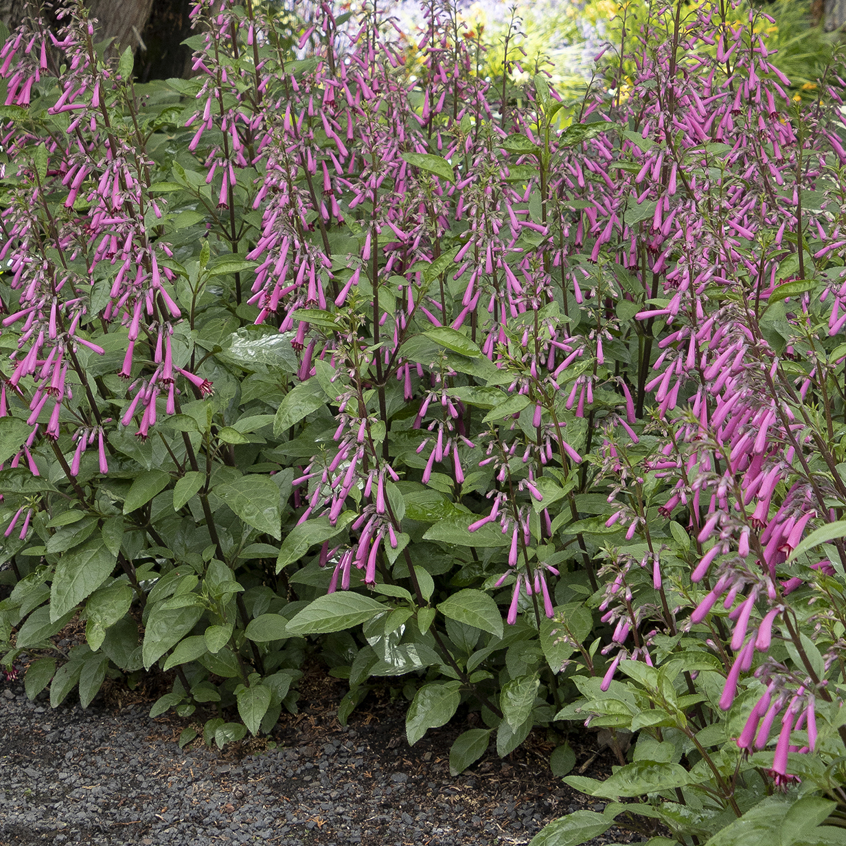 dark pink cape fuchsia flowers