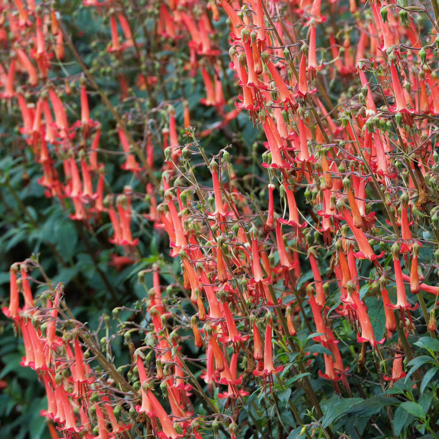 orange cape fuchsia flowers