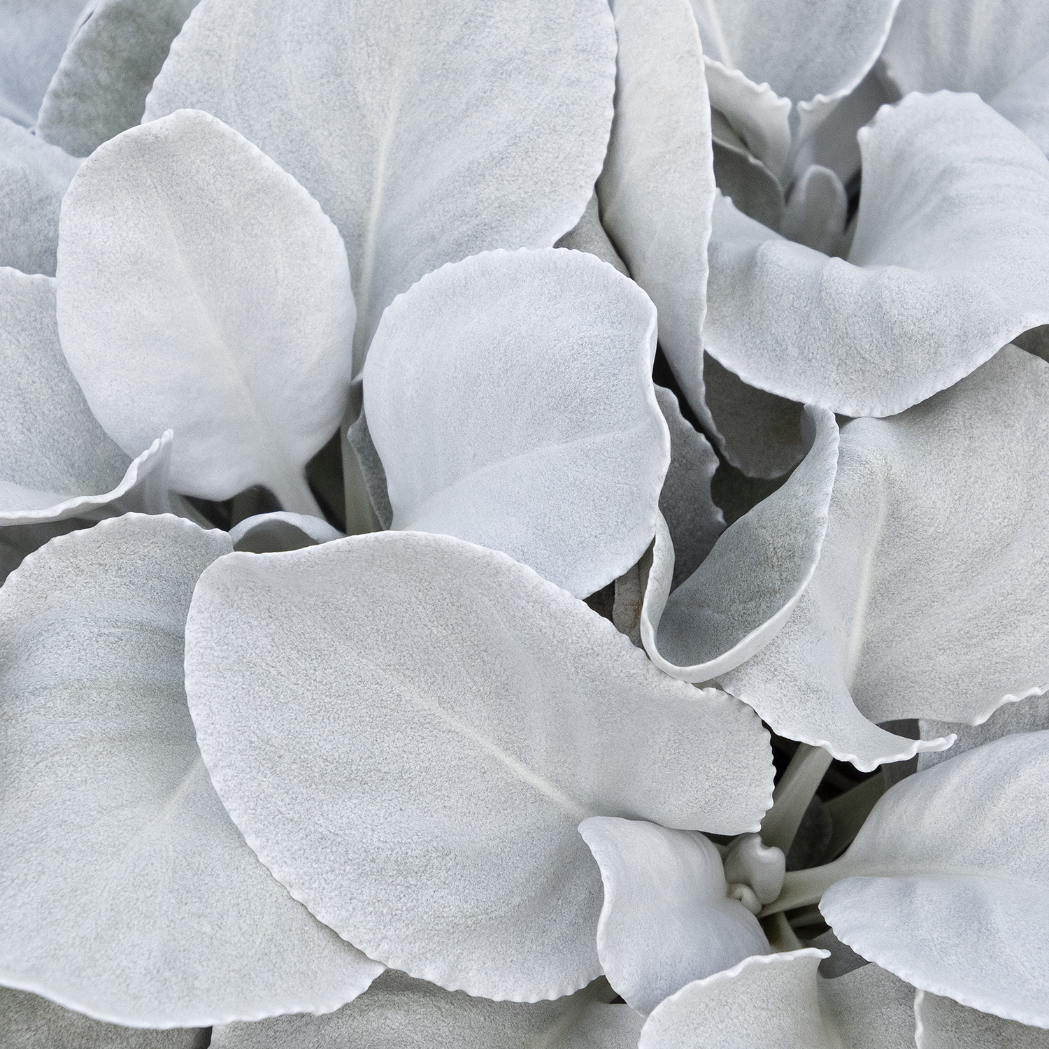 Angel Wings senecio has silvery foliage