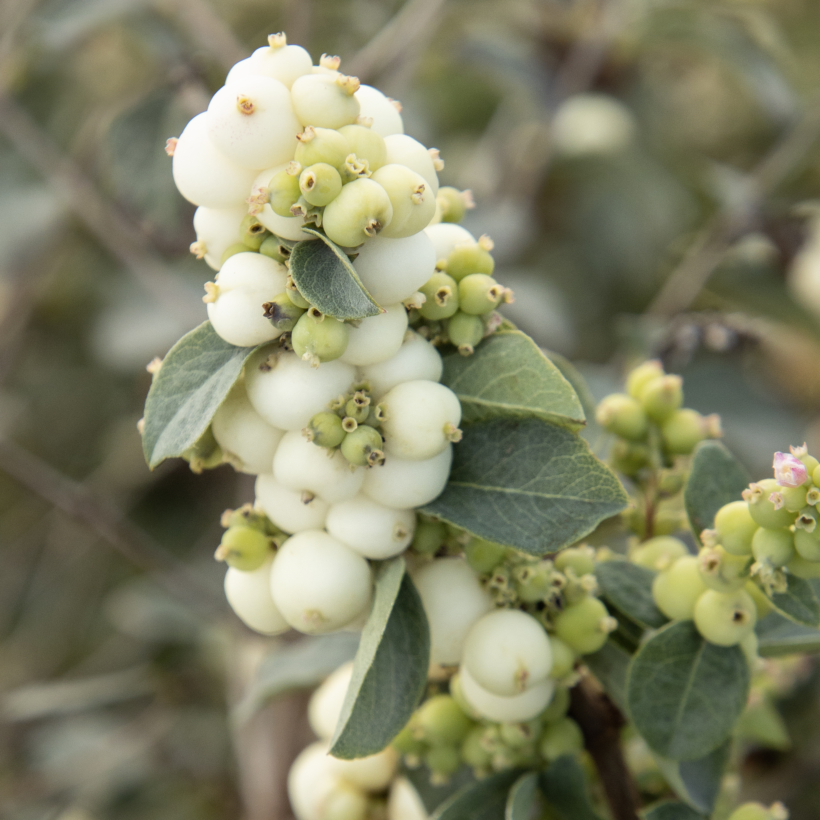 43209_Symphoricarpos_Kolmasywhi_White_Symphony_8869MNC_1