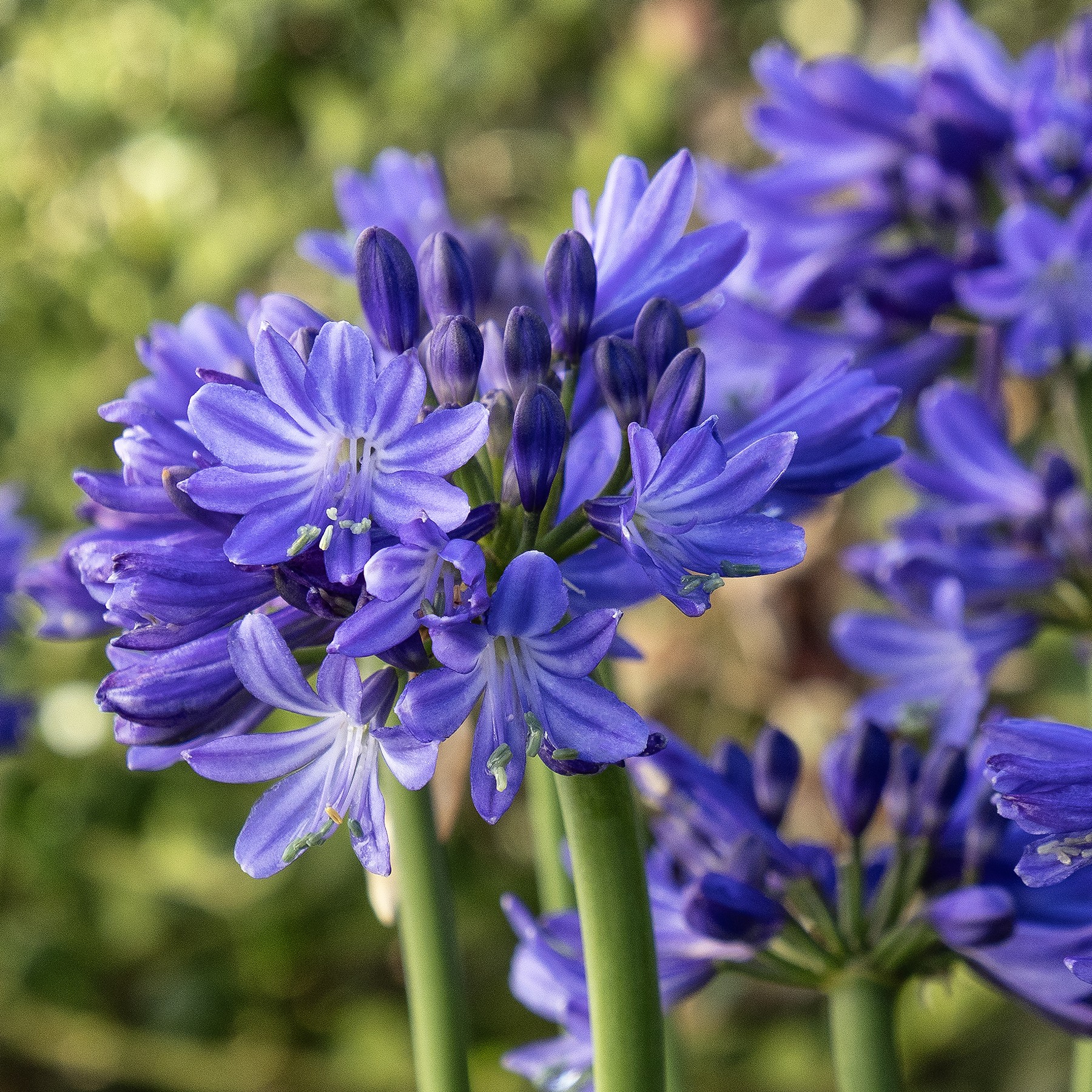 43257_Agapanthus_ZW12_Azurro_7251_MNC_1