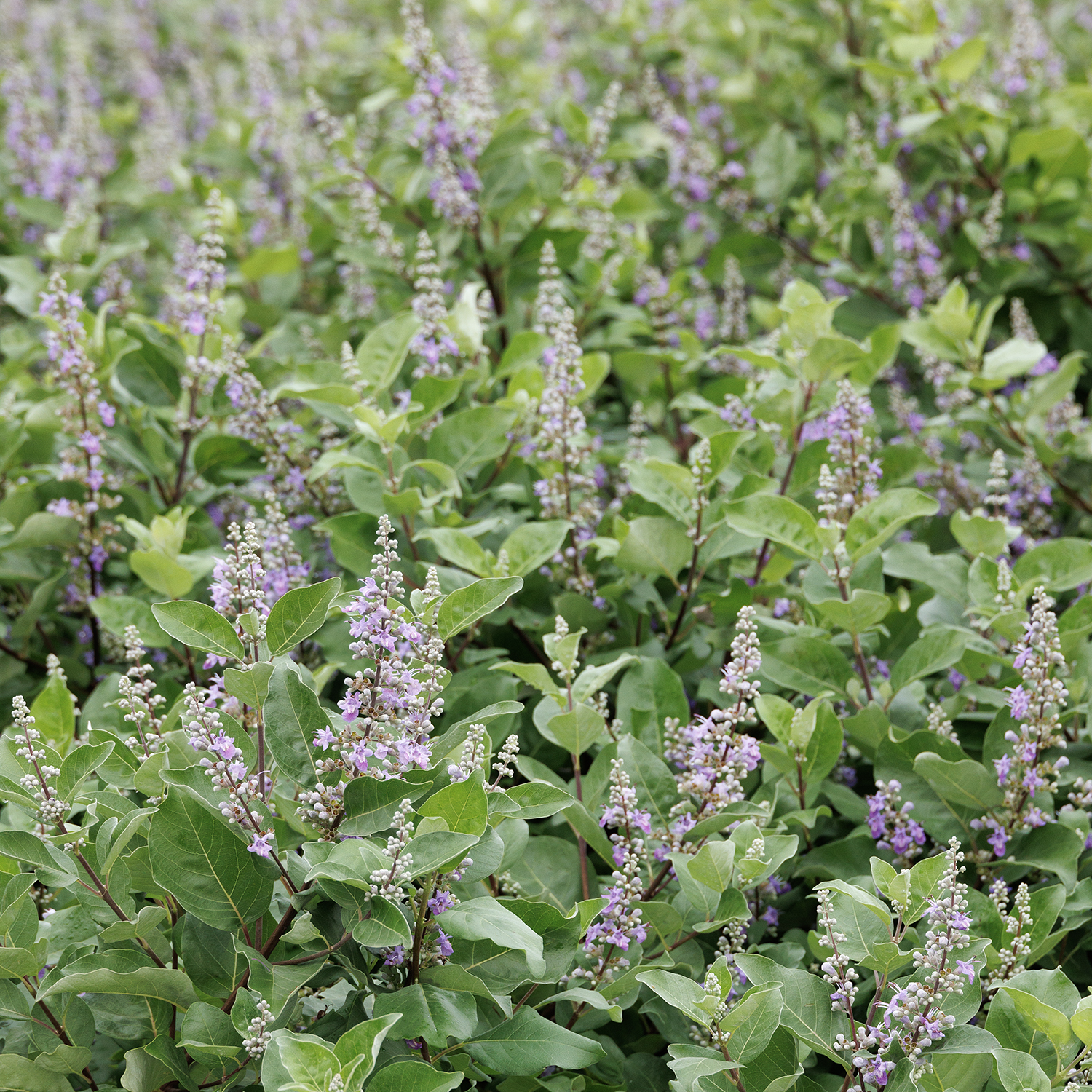 43262_Vitex_x_Helen_Froehlich_Summertime_Blues_3054MNC_1