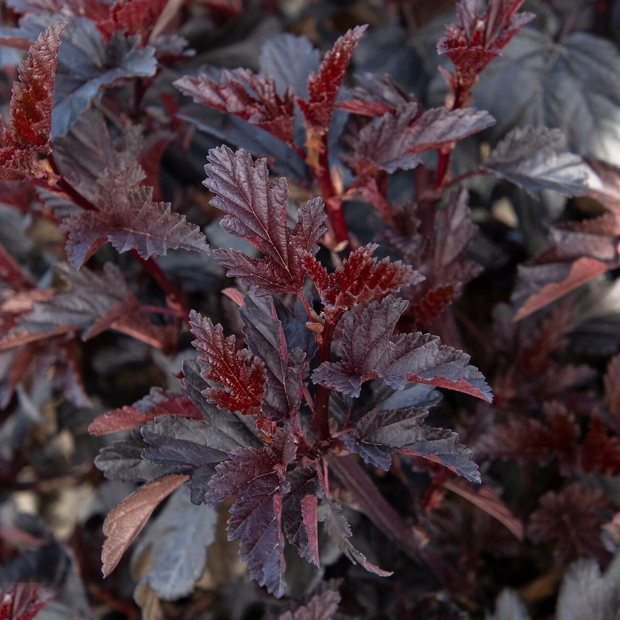 dark star ninebark leaves