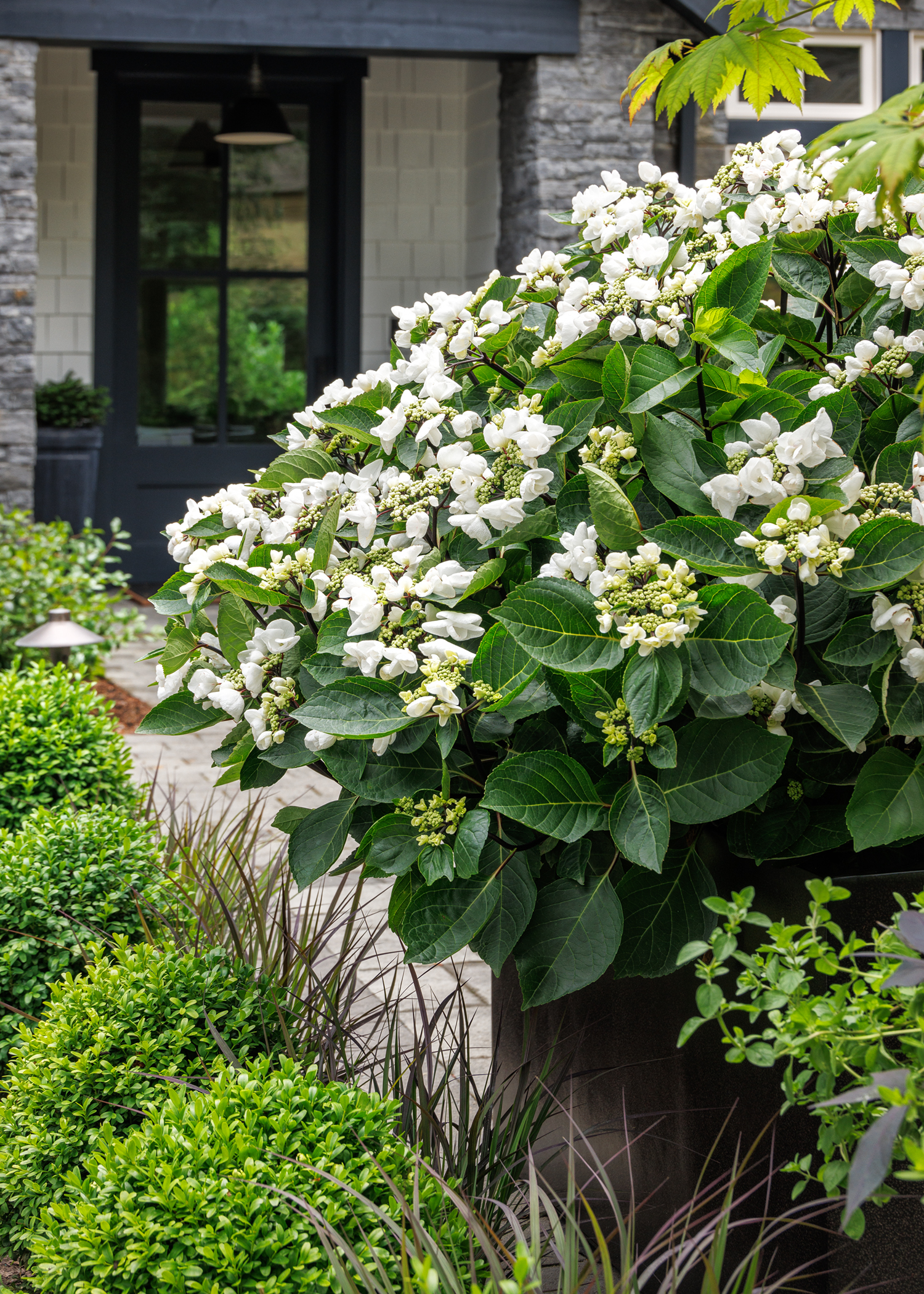 43339_Hydrangea_macrophylla_CAMCHO45_Seaside_Serenade_Glacier_Bay_2189MNC_copy