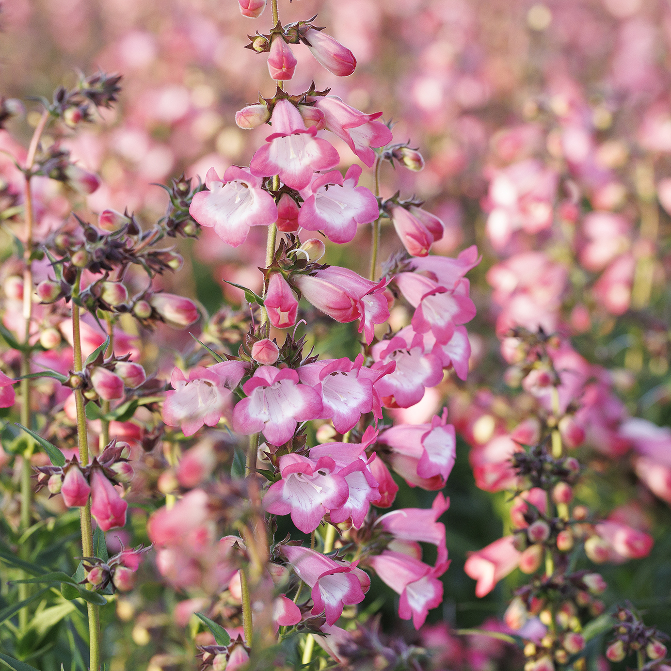 pink penstemon flowers
