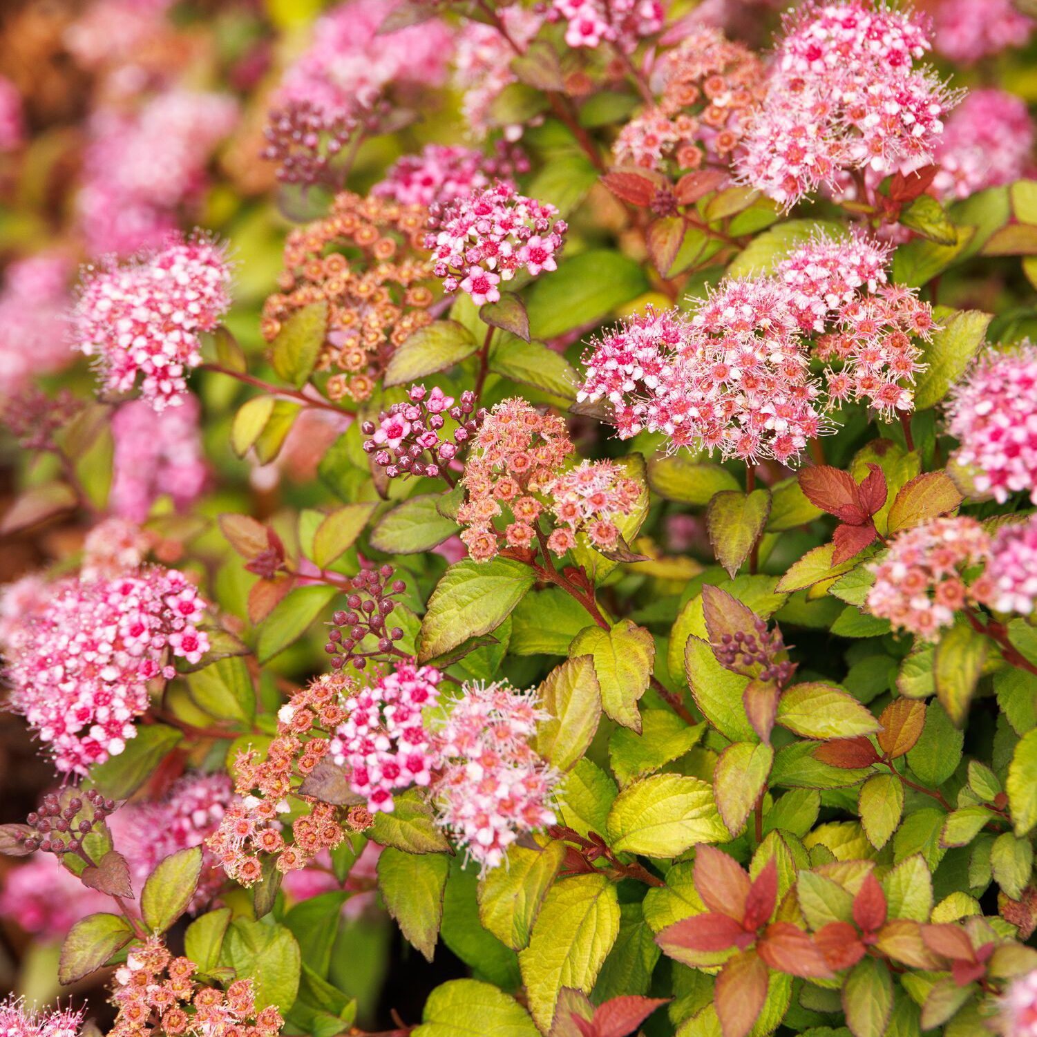 pink flowers and colorful foliage of Butterscotch Babyâ„¢ Spirea