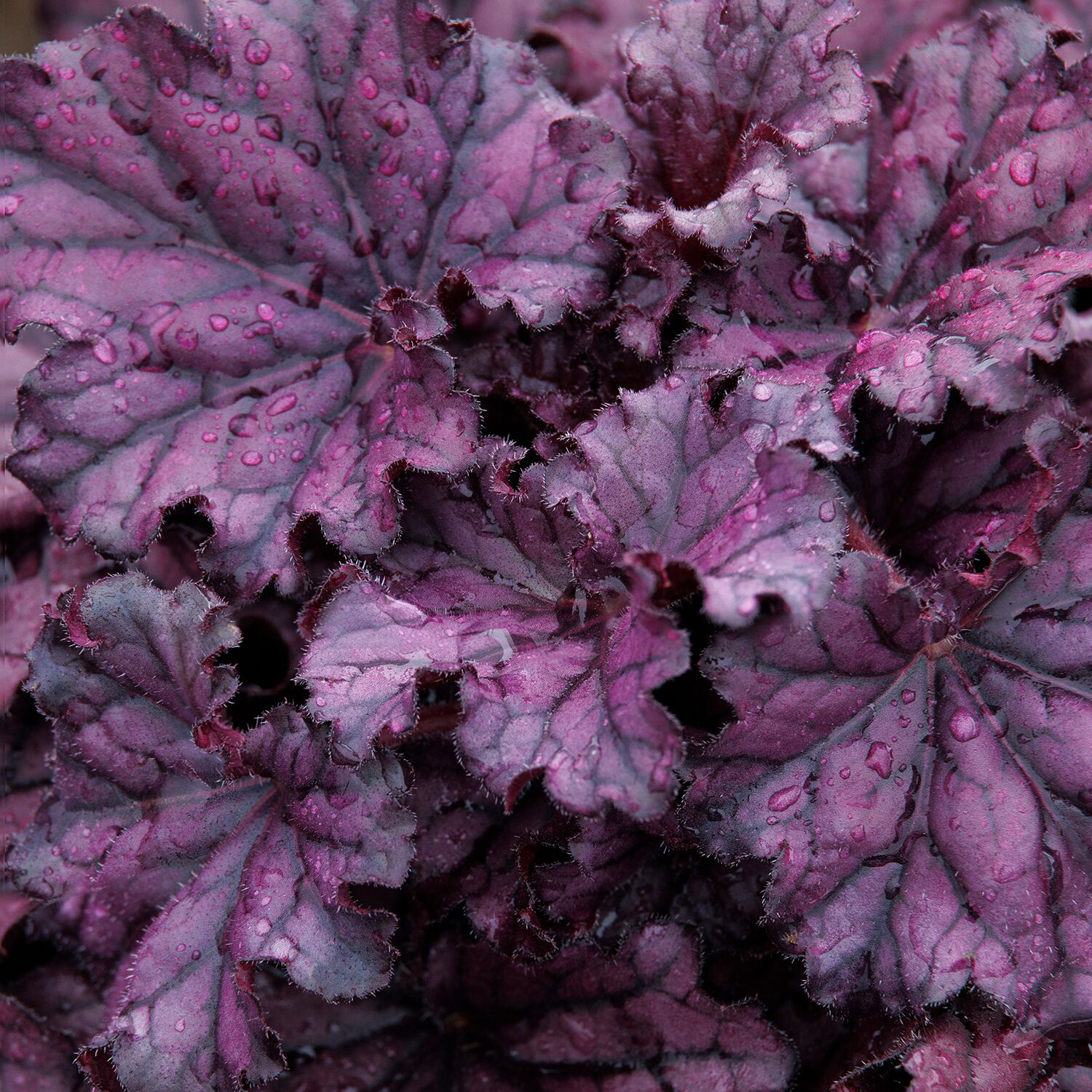 dark purple leaves of dorever purple heauchera