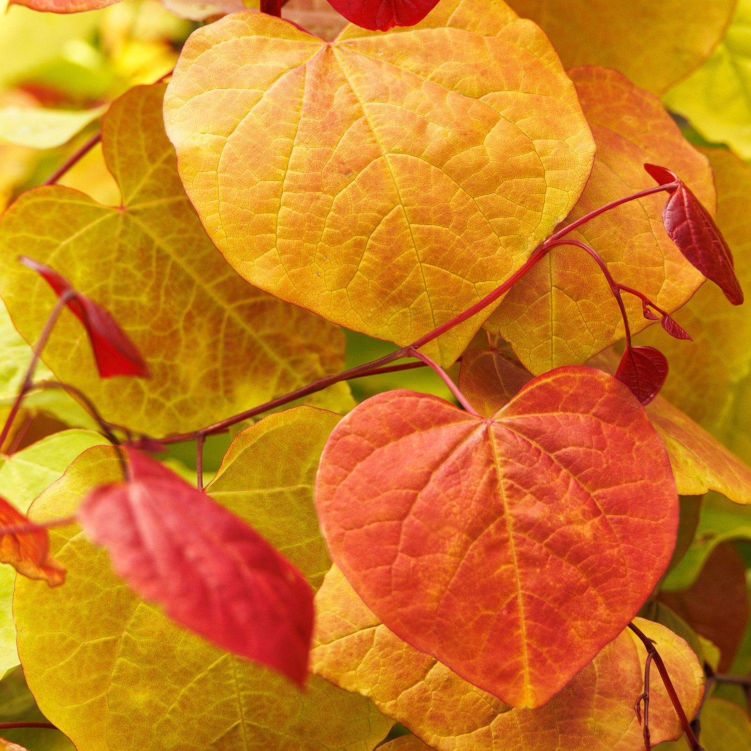 flame thrower redbud leaves