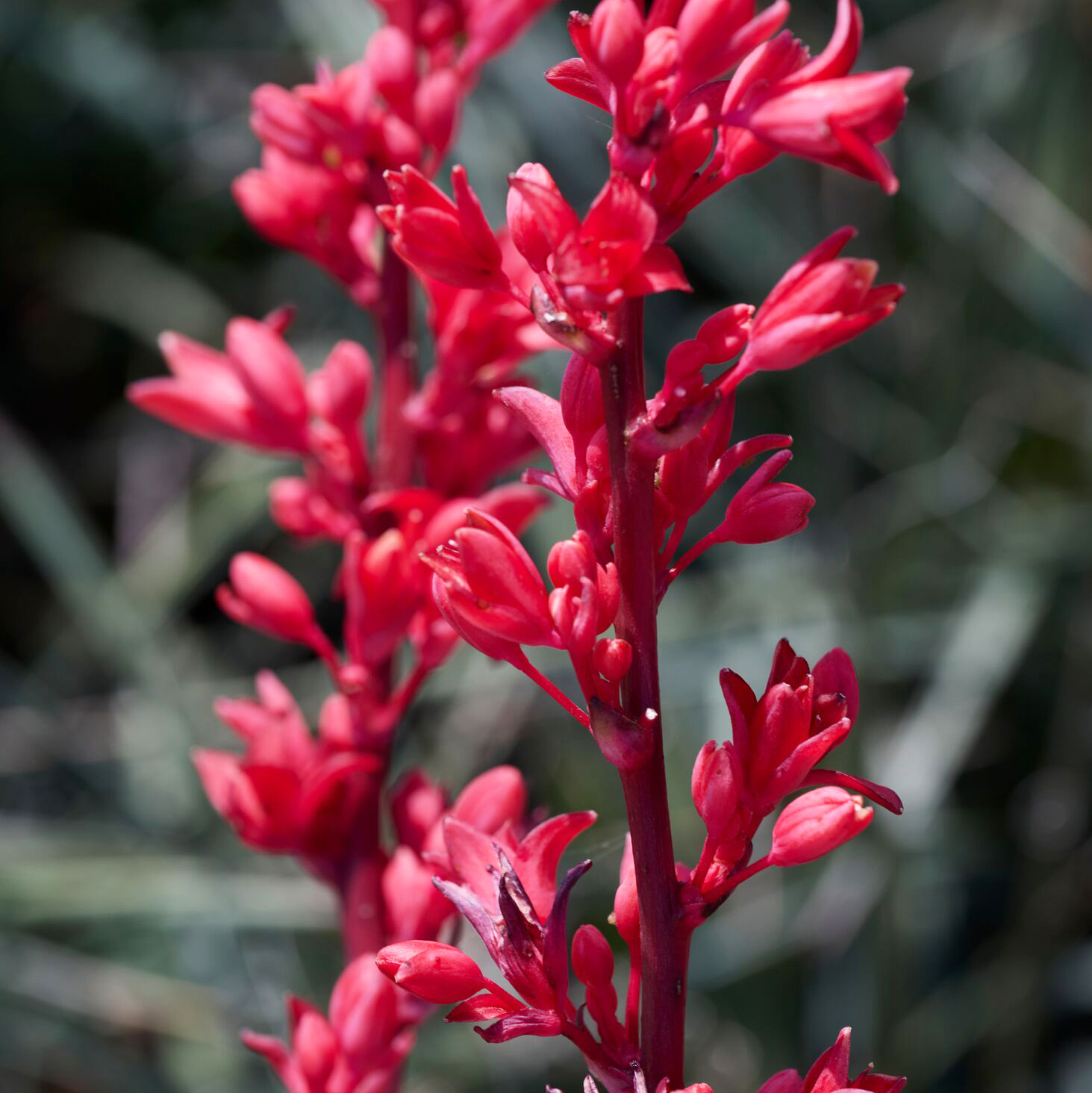 stoplights red yucca flowers