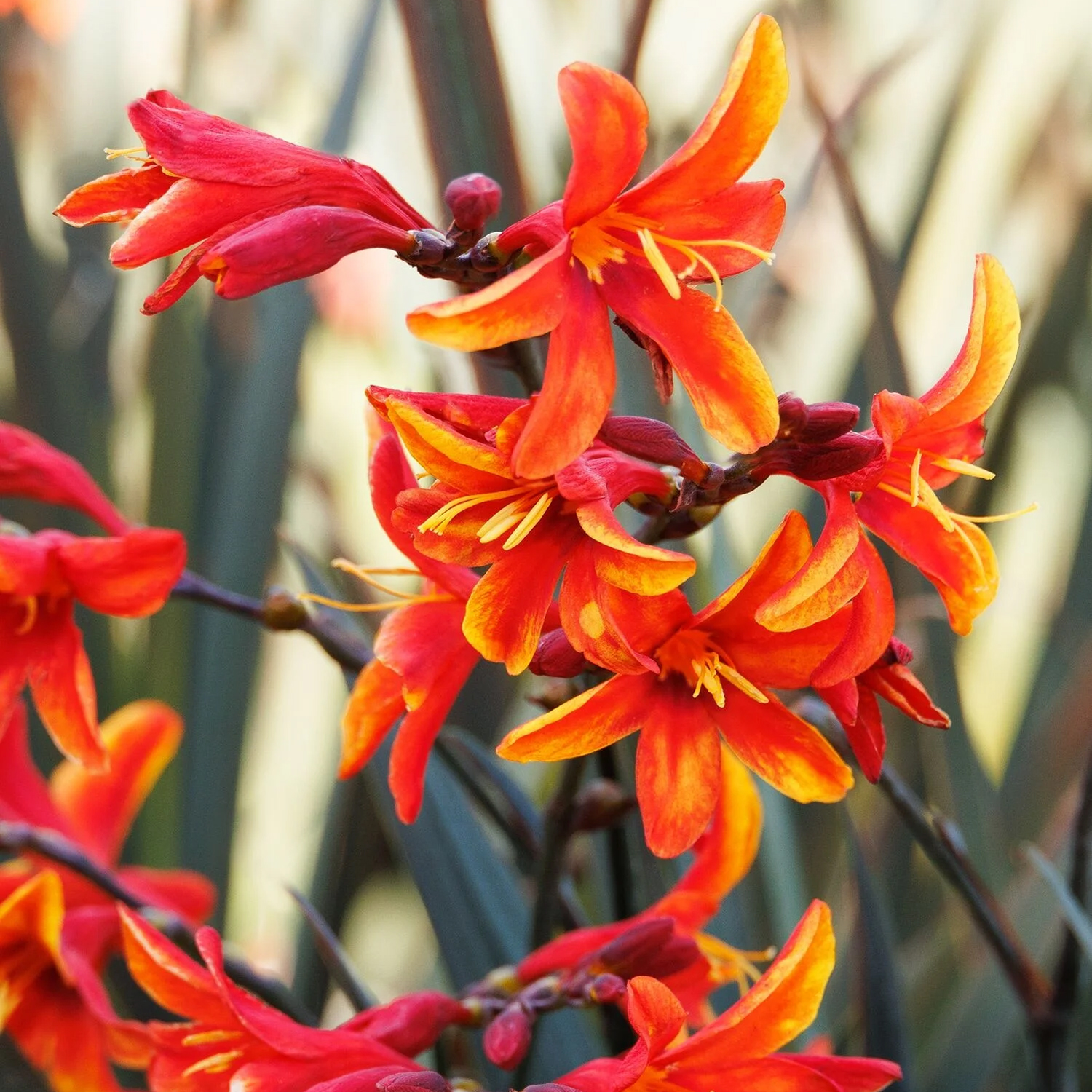 orange dark fire montbrieta flowers