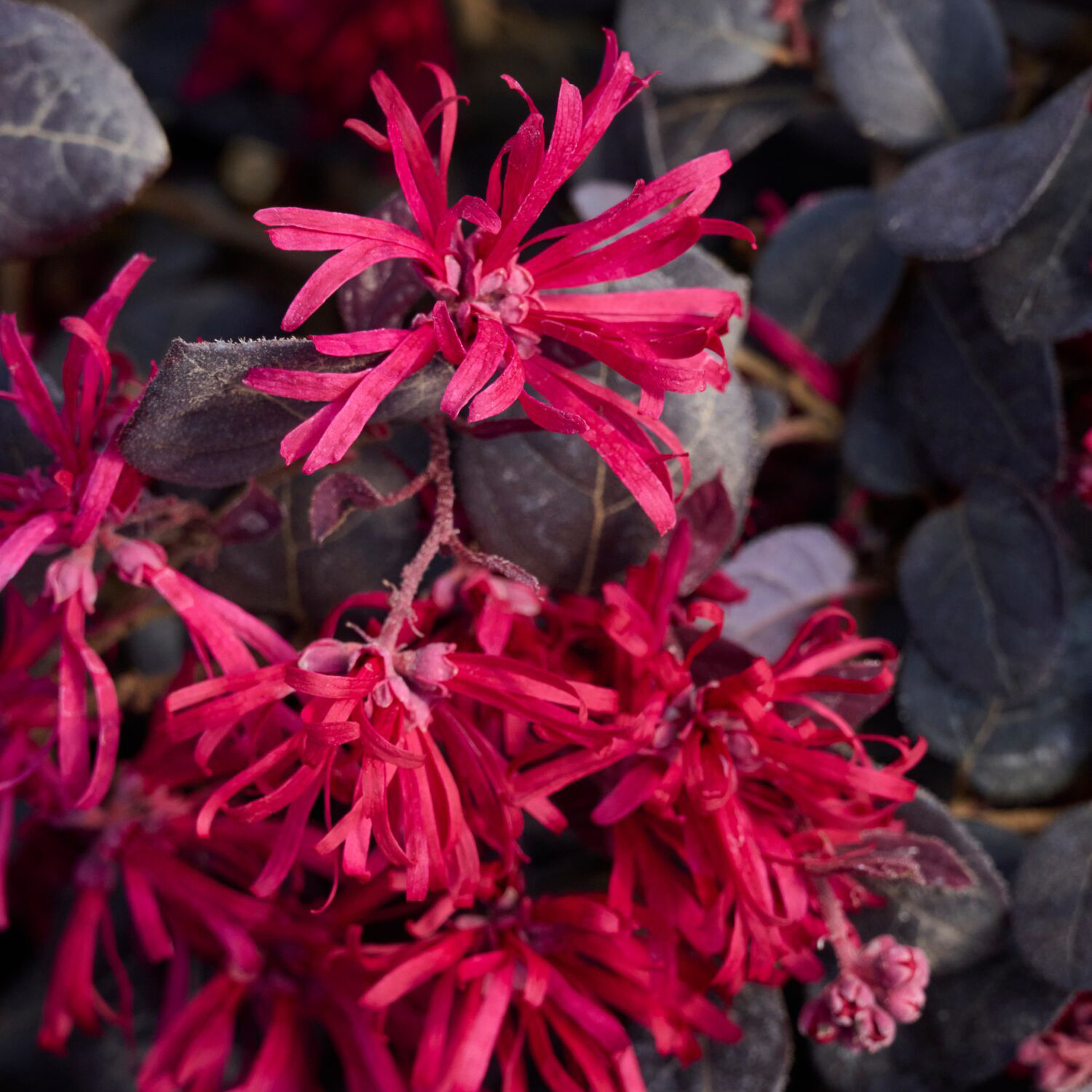 midnight moxie fringe flower