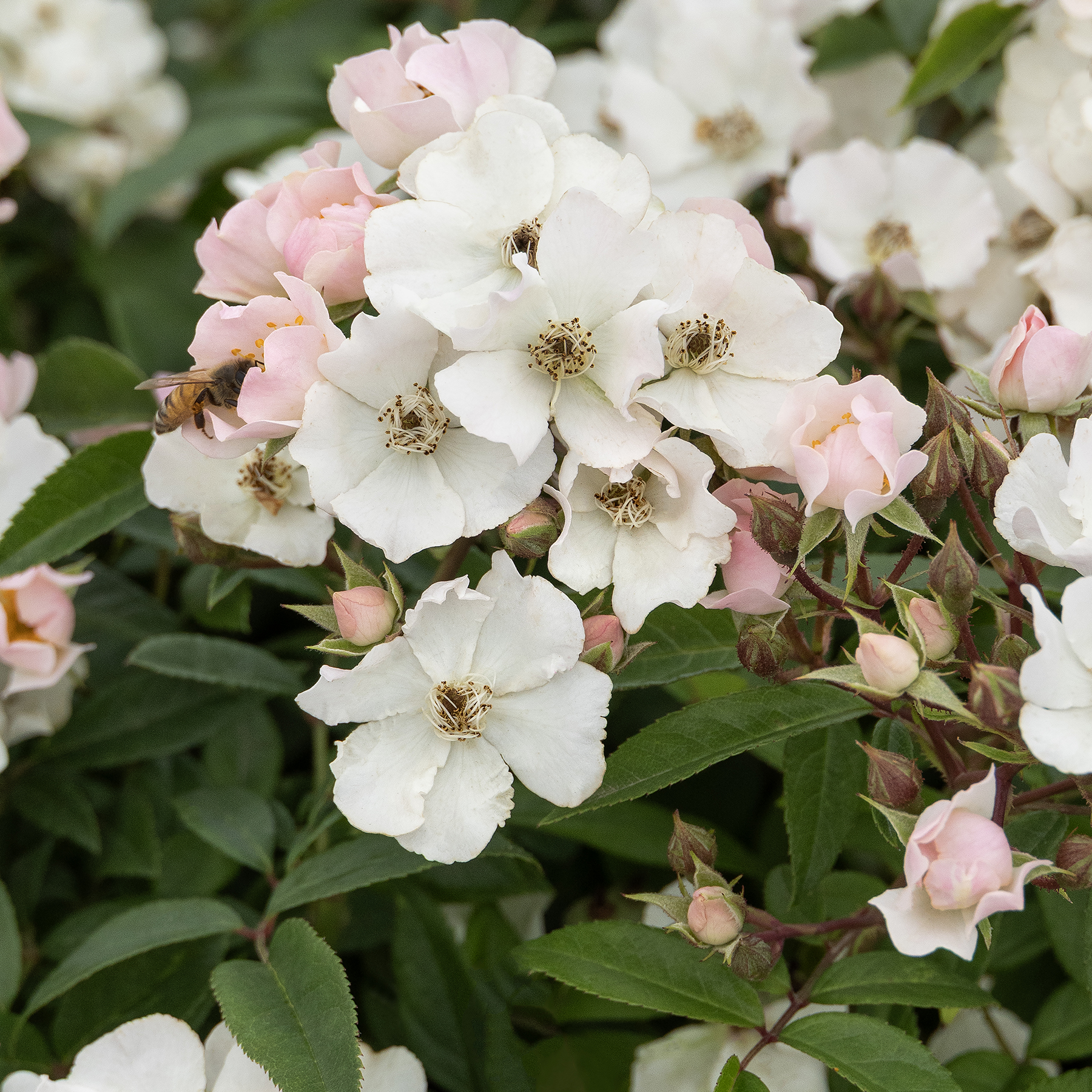 44250_Rosa_15-0203-002_Peach_Pink_4376MNC_1