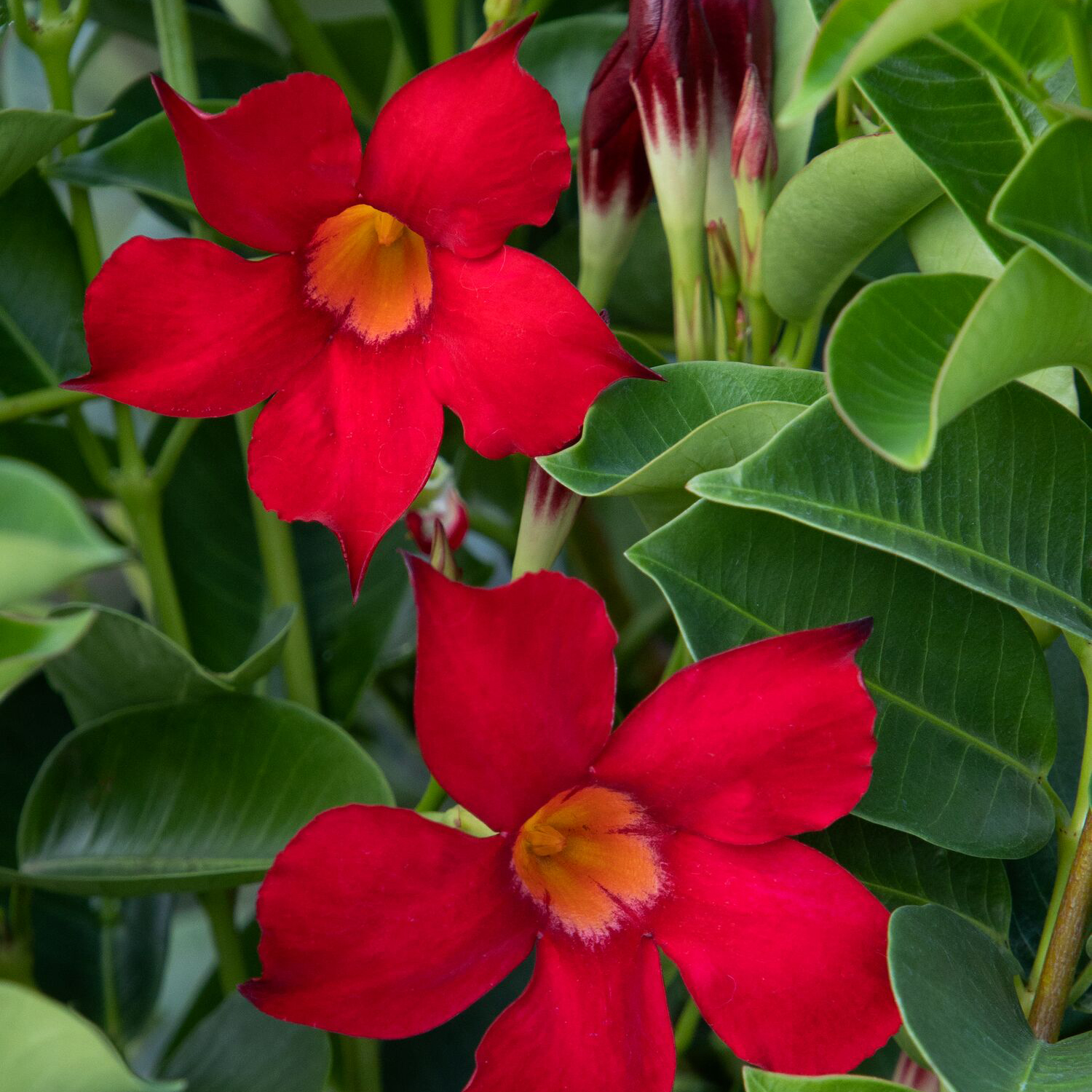 red mandevilla