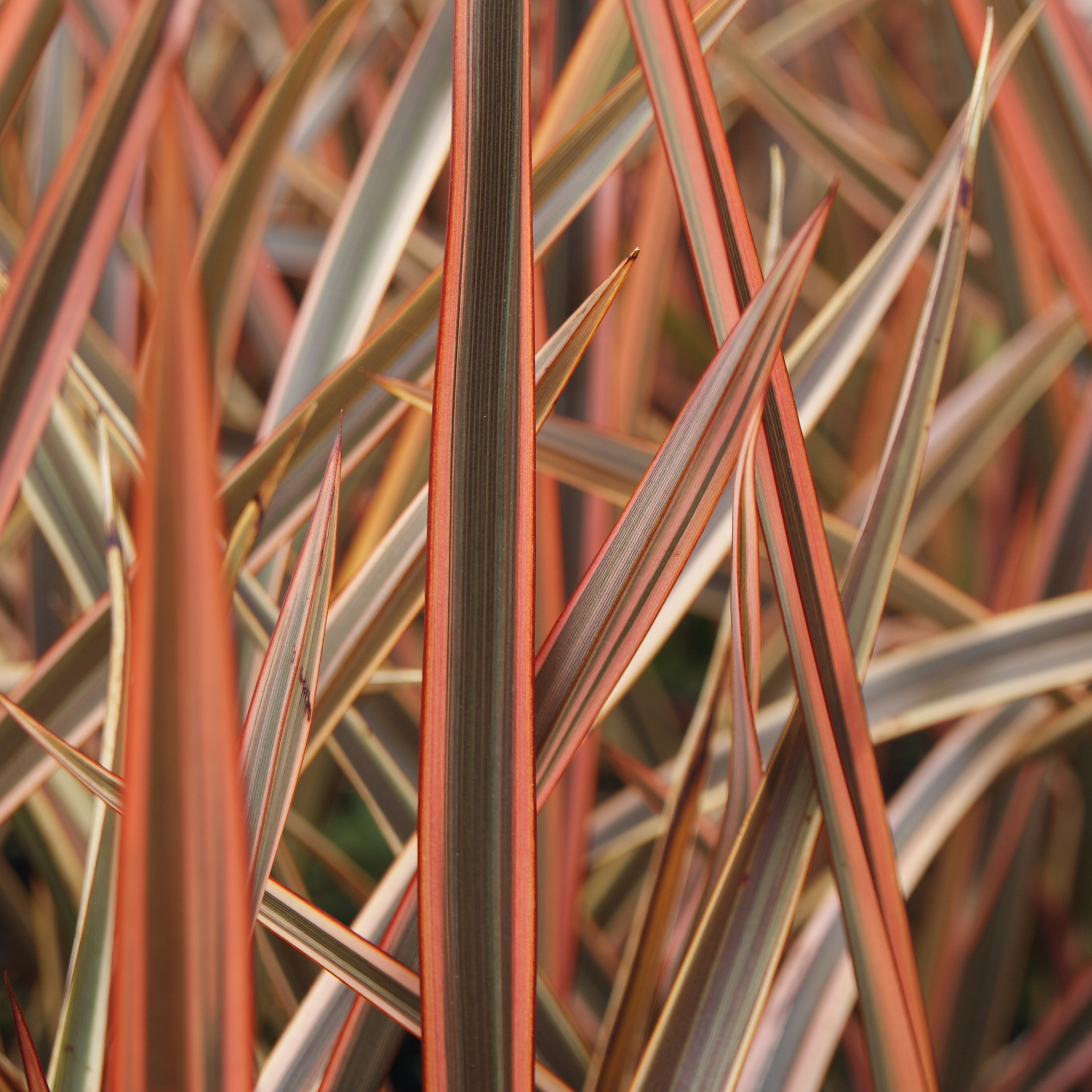 indigo pearl phormium