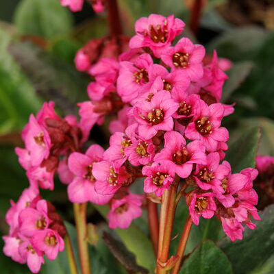 vintage rose bergenia
