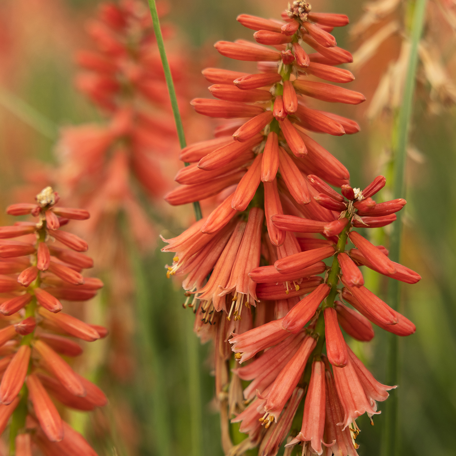 red hot poker flowers