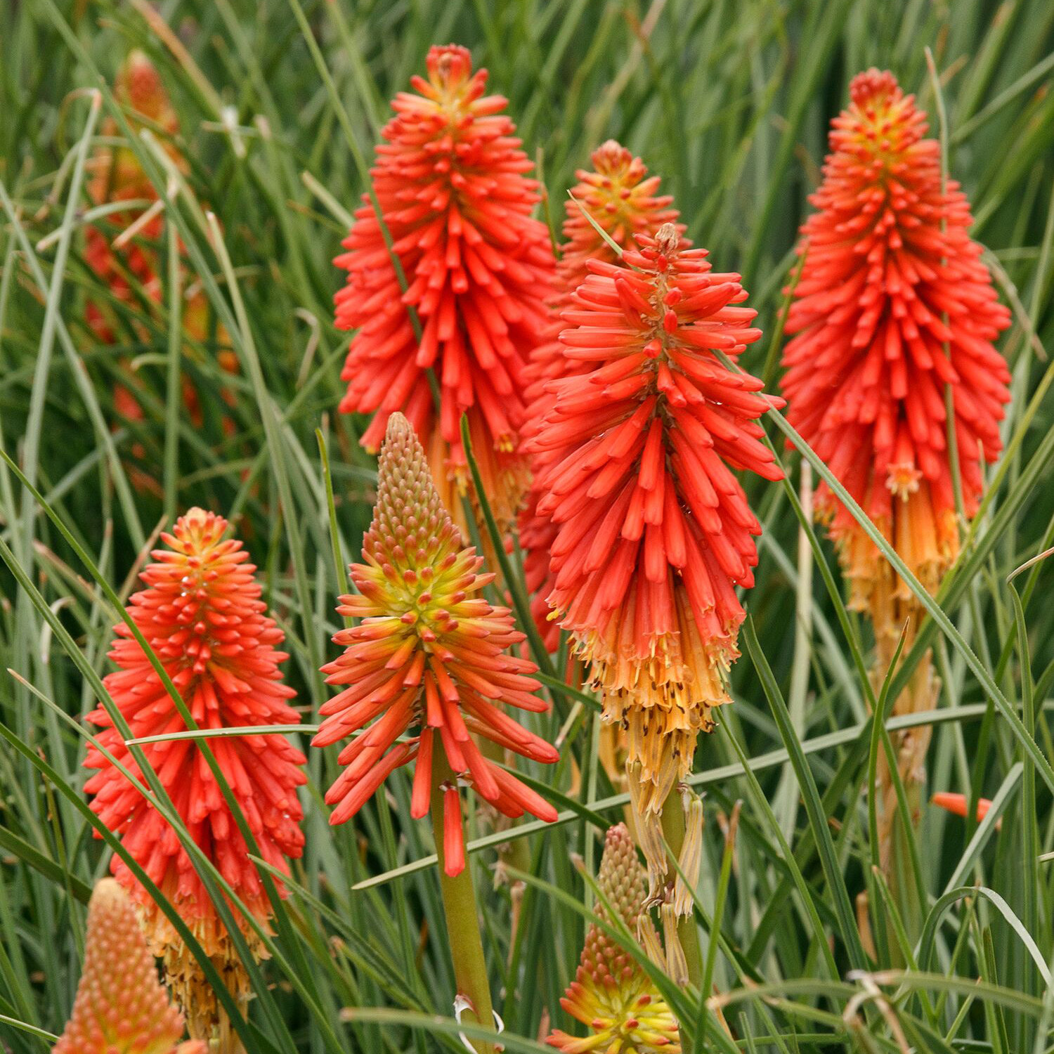 poco red hot poker