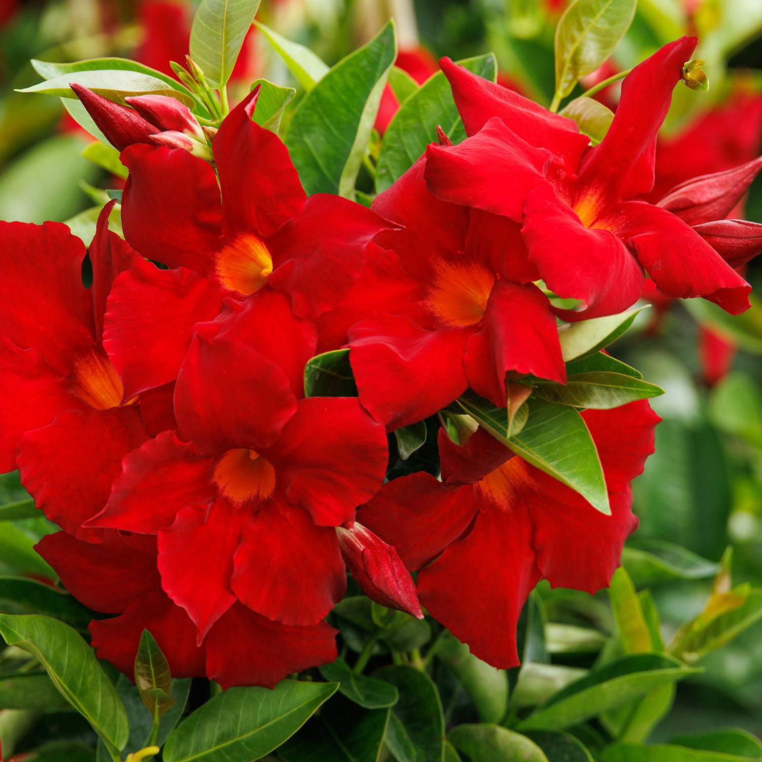 Flowers of Sunvilla® Giant Red Mandevilla