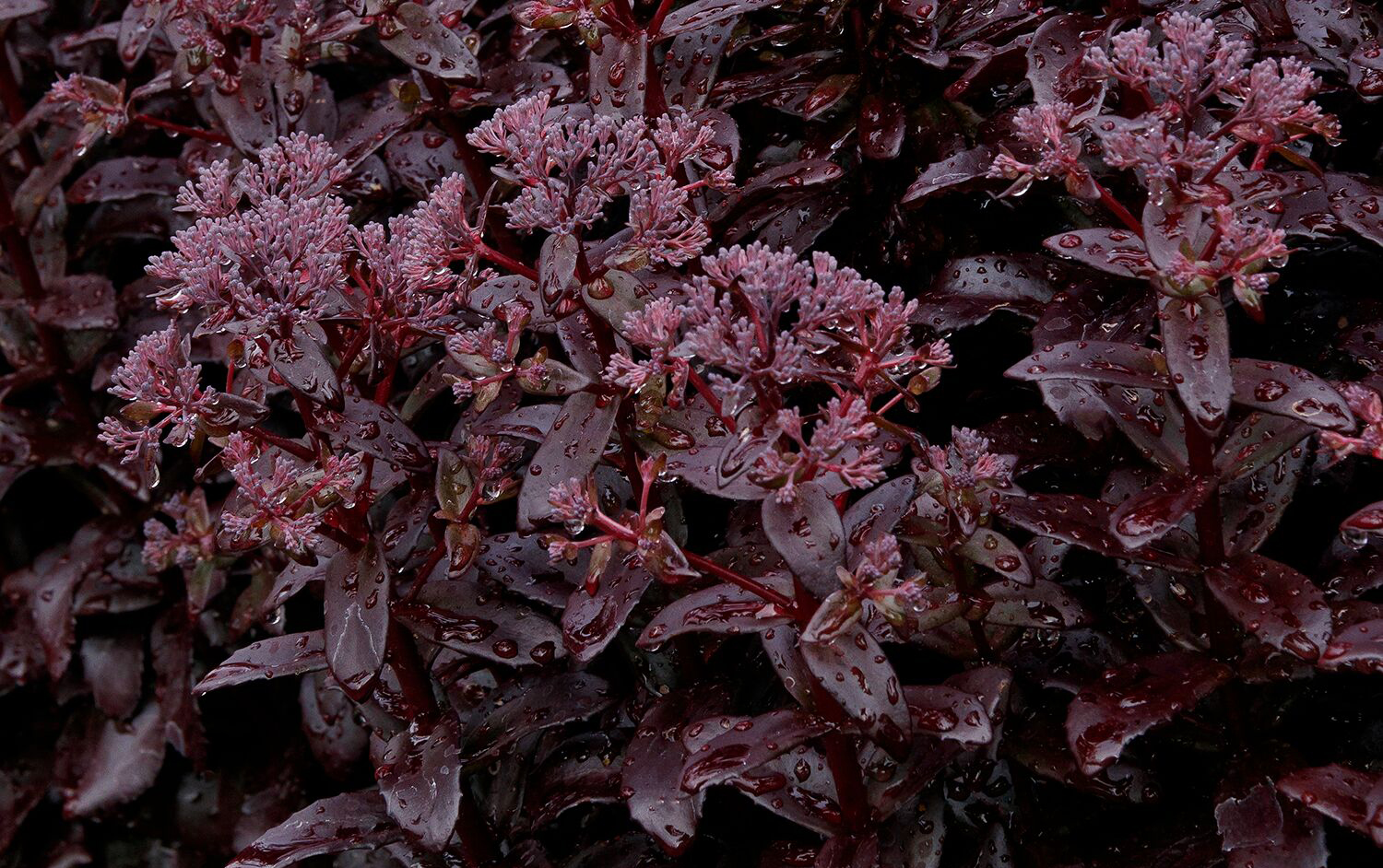 45433_Sedum_telephium_Dark_Magic__0225M