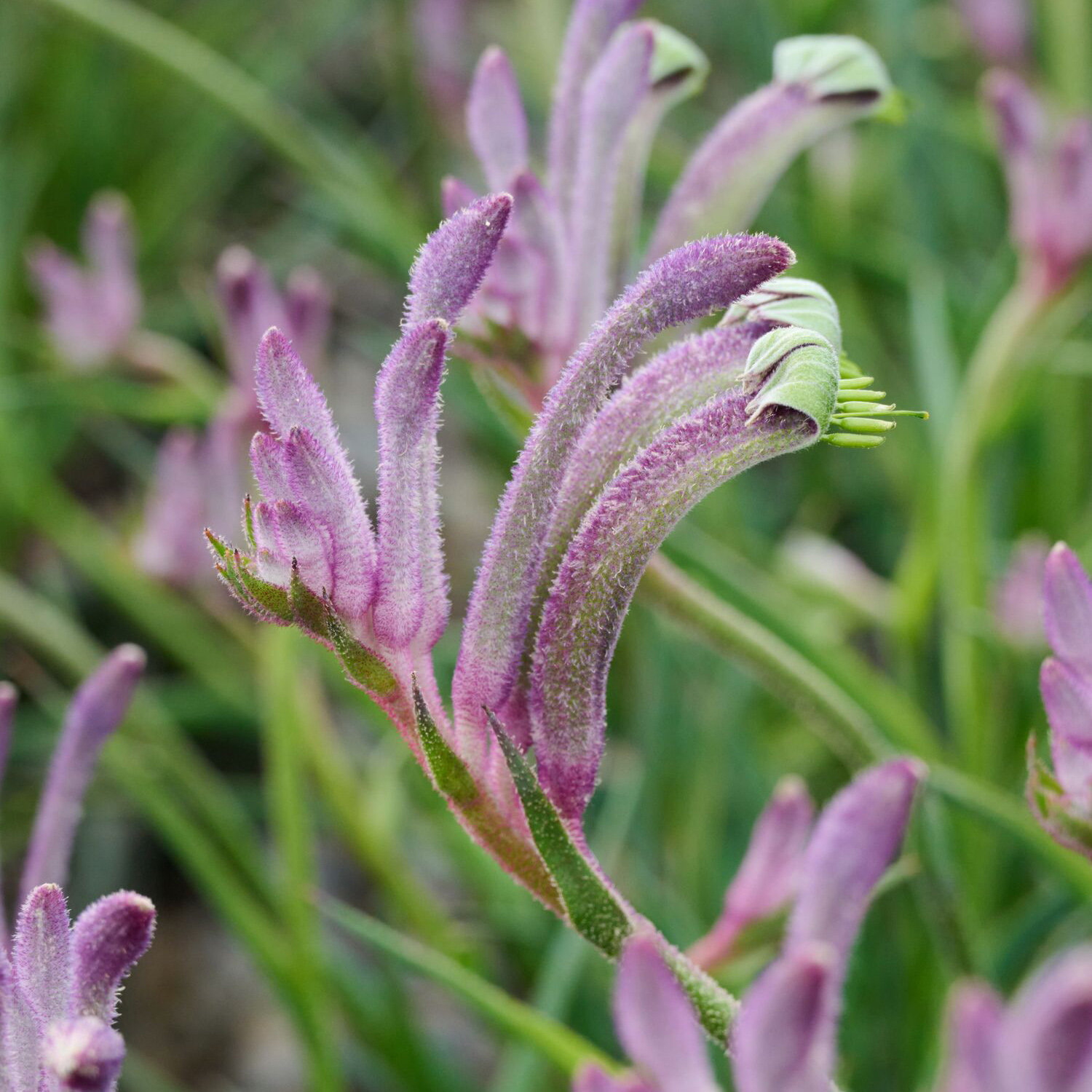 cape fuchsia flowers