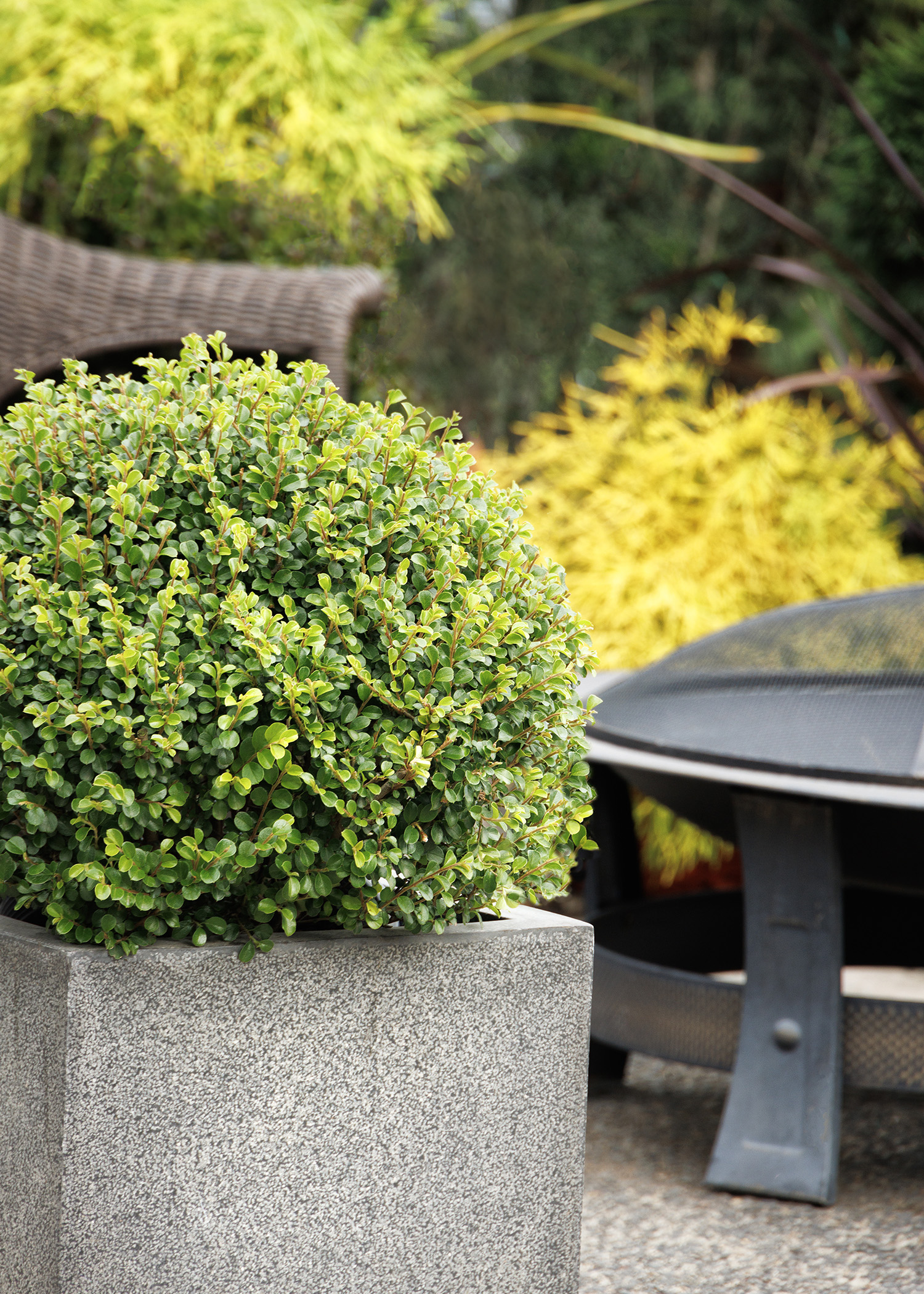 45562_Cotoneaster_DJHAP18100_SEL_Shear_Genius__7663MNC_copy