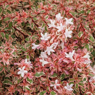 Angel's Blush® Abelia blooms and colorful foliage