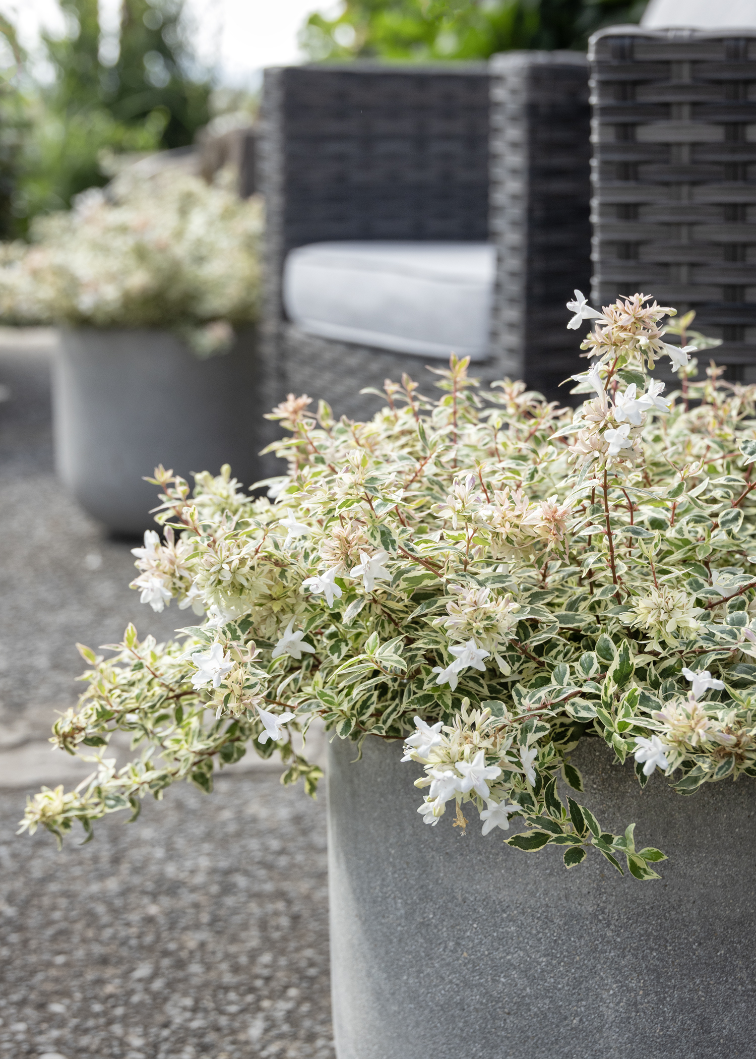45632_Abelia_x_grandiflora_ABL-PII_Angel_s_Blush_6752_copy