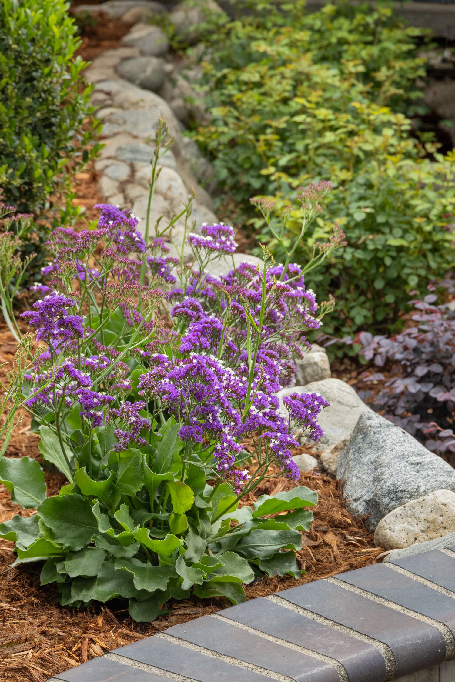45713_Limonium_Salt_Lake__8160_MNC
