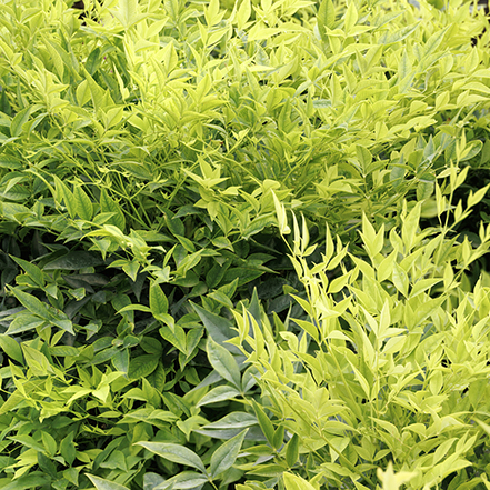 lime green foliage of limeade nandina