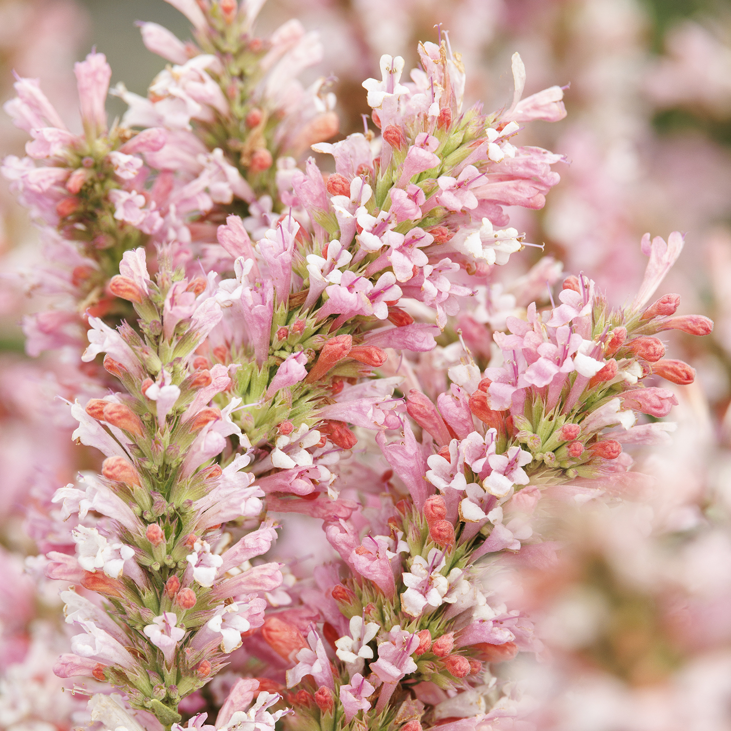 pink pearl agastache