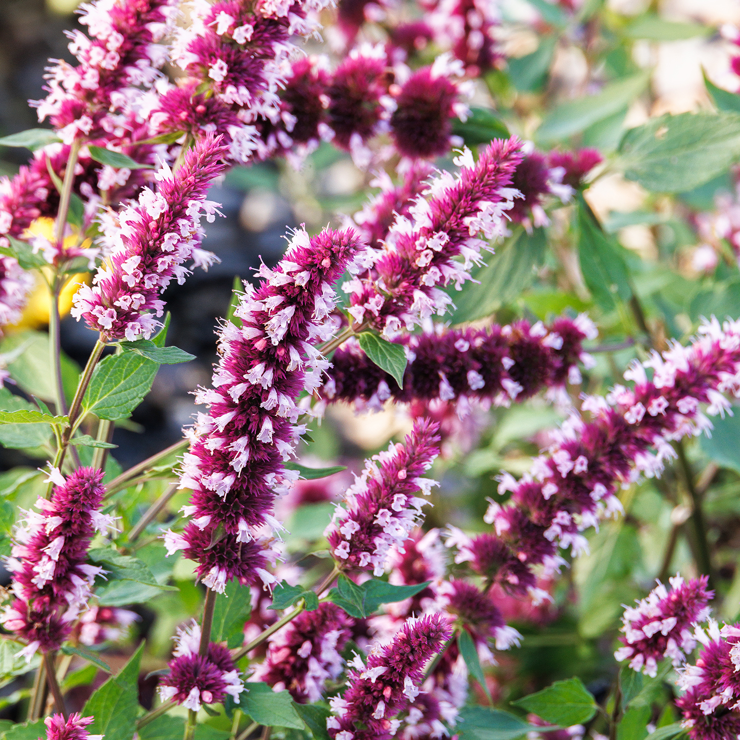 beealicious agastache flowers