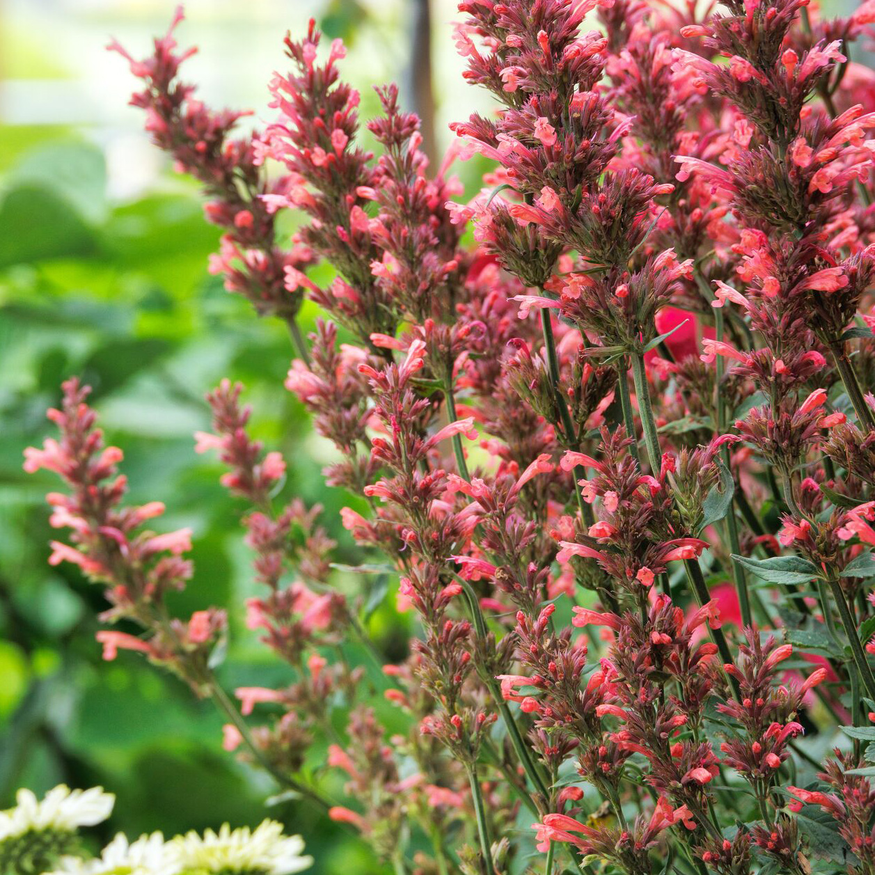 coral agastache flowers