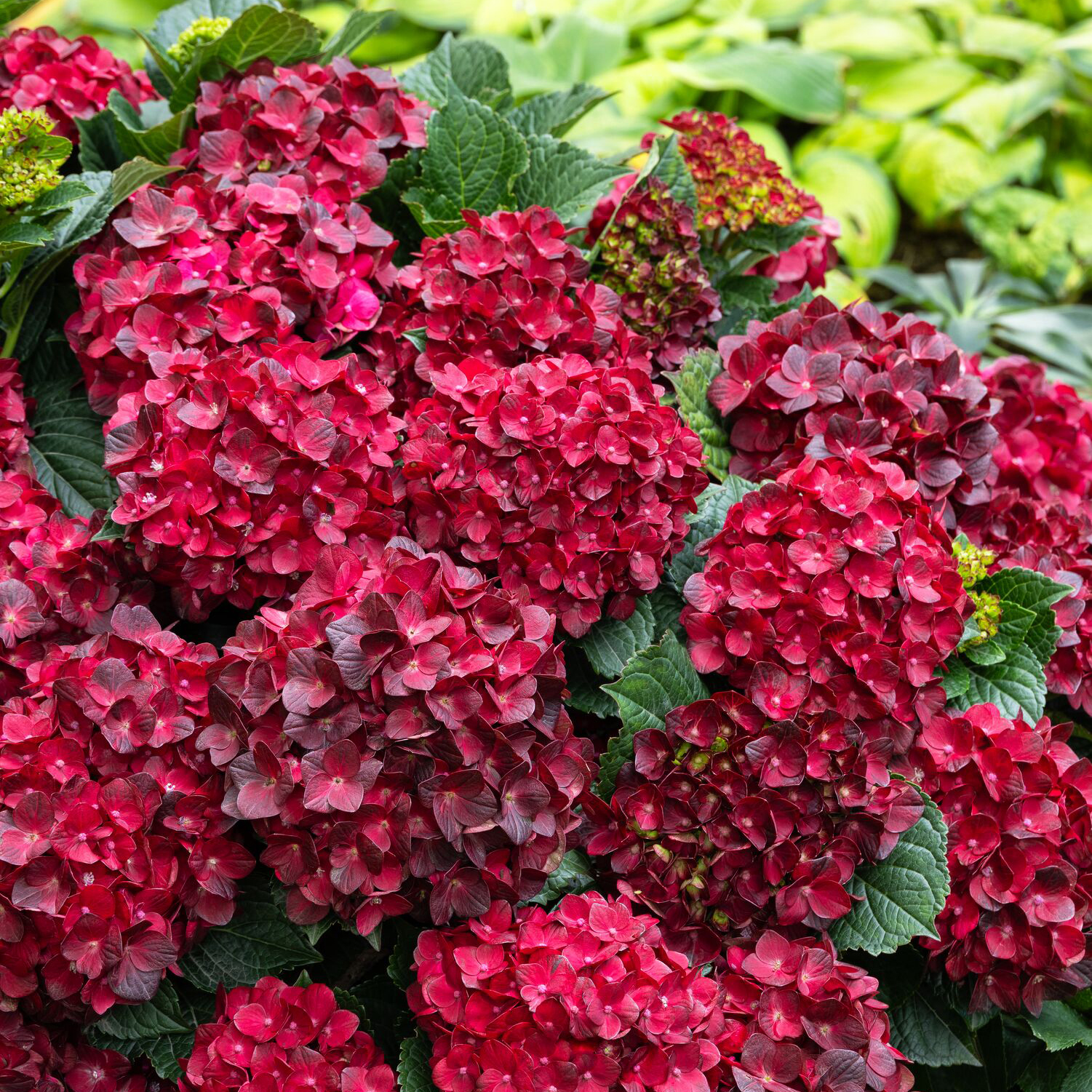 red hydrangea flower