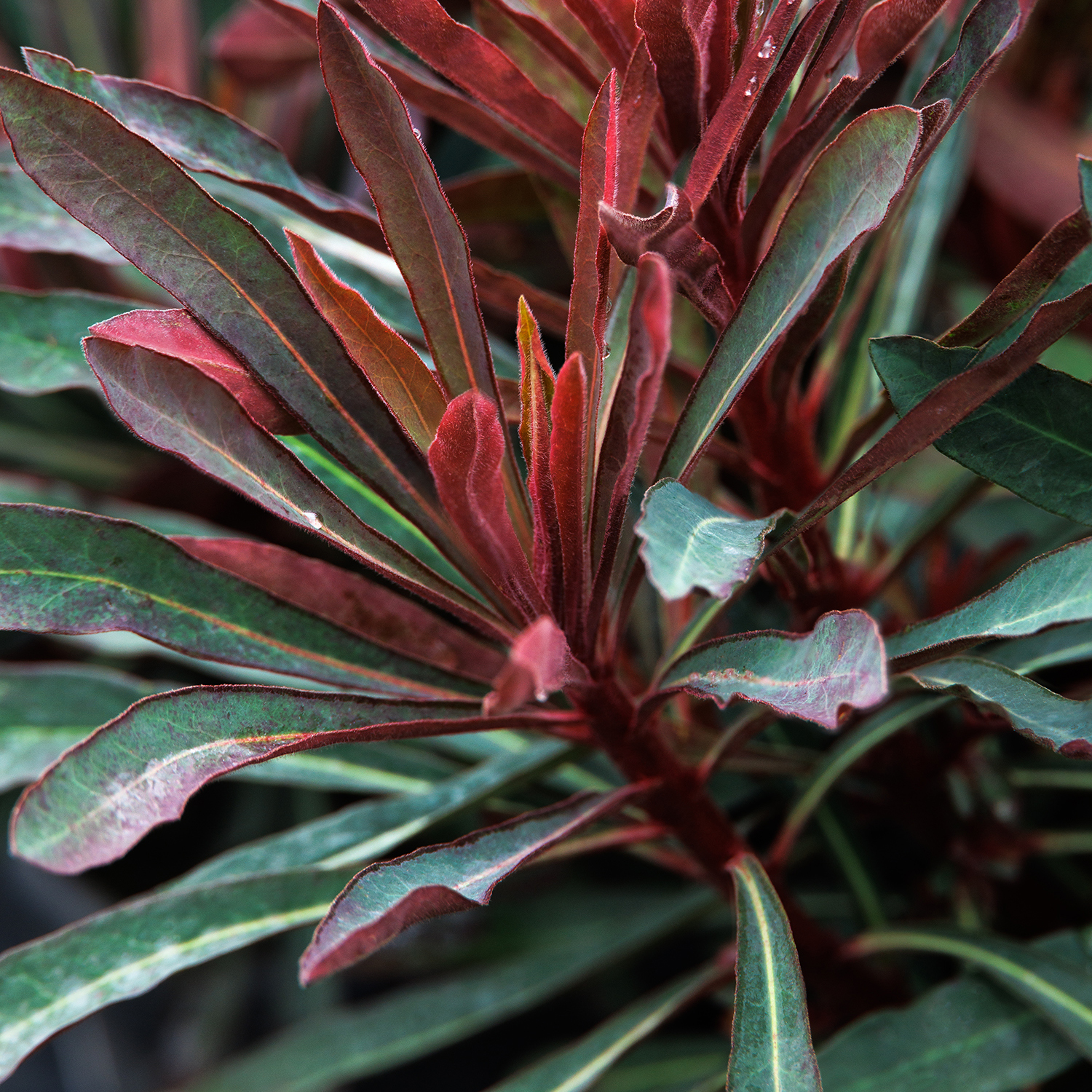 miners merlot spurge has dark foliage