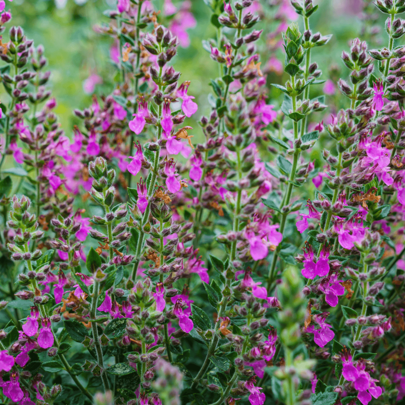 pink flowers of wall germander
