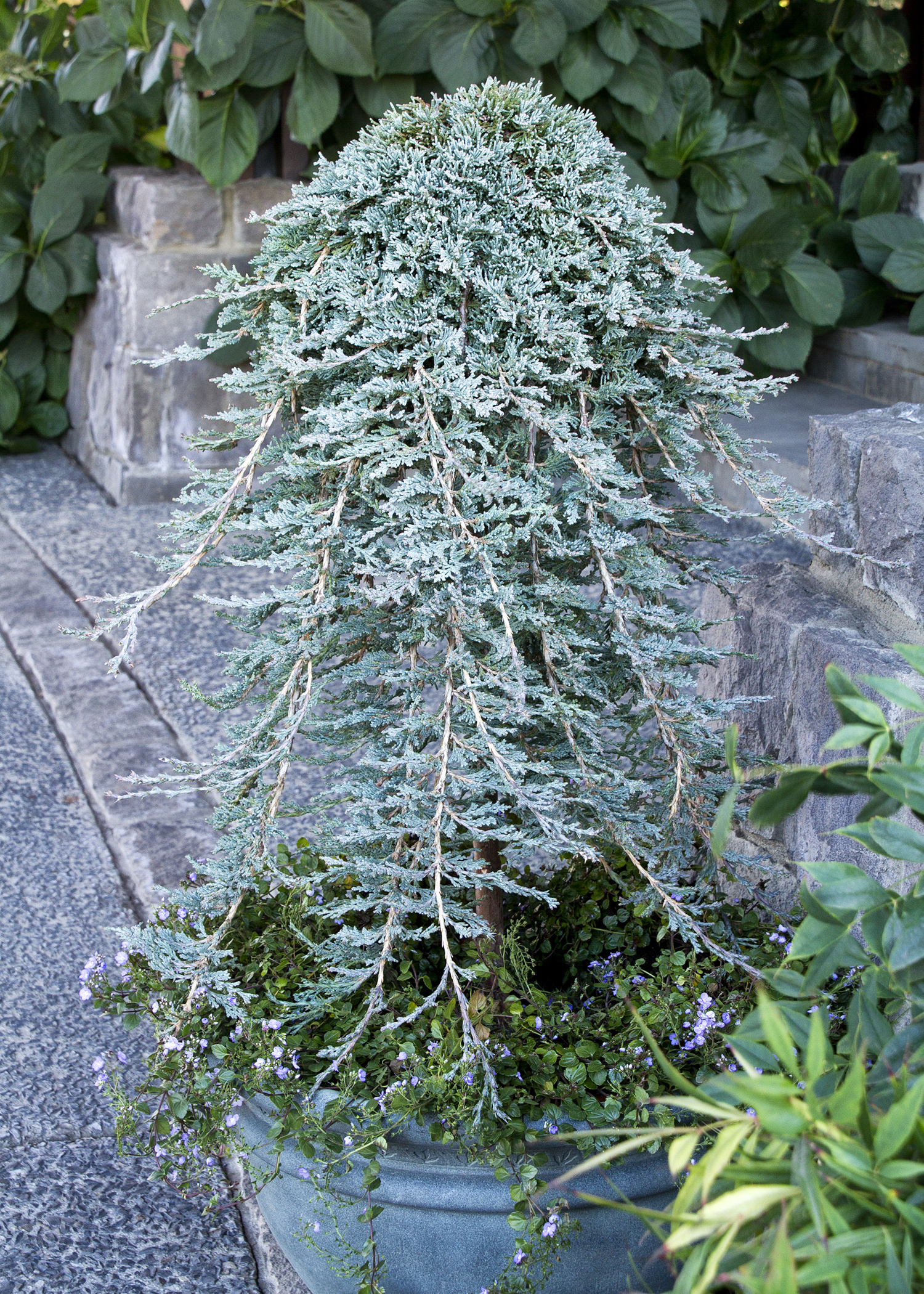 4990_Juniperus_horizontalis_Monber__3247_copy