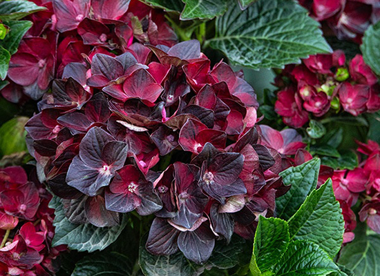 centennial ruby hydrangea